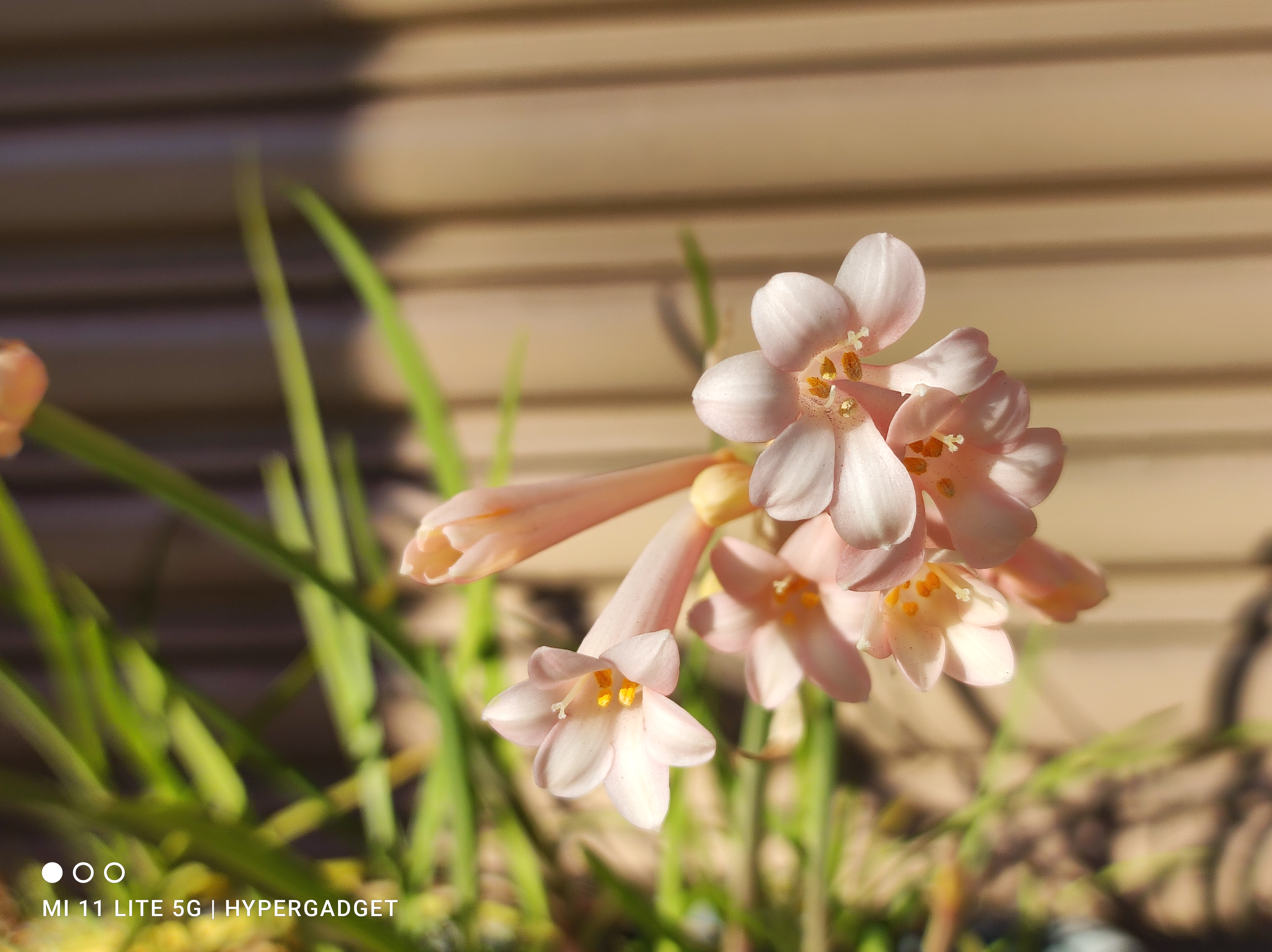 ピンクの小さい花