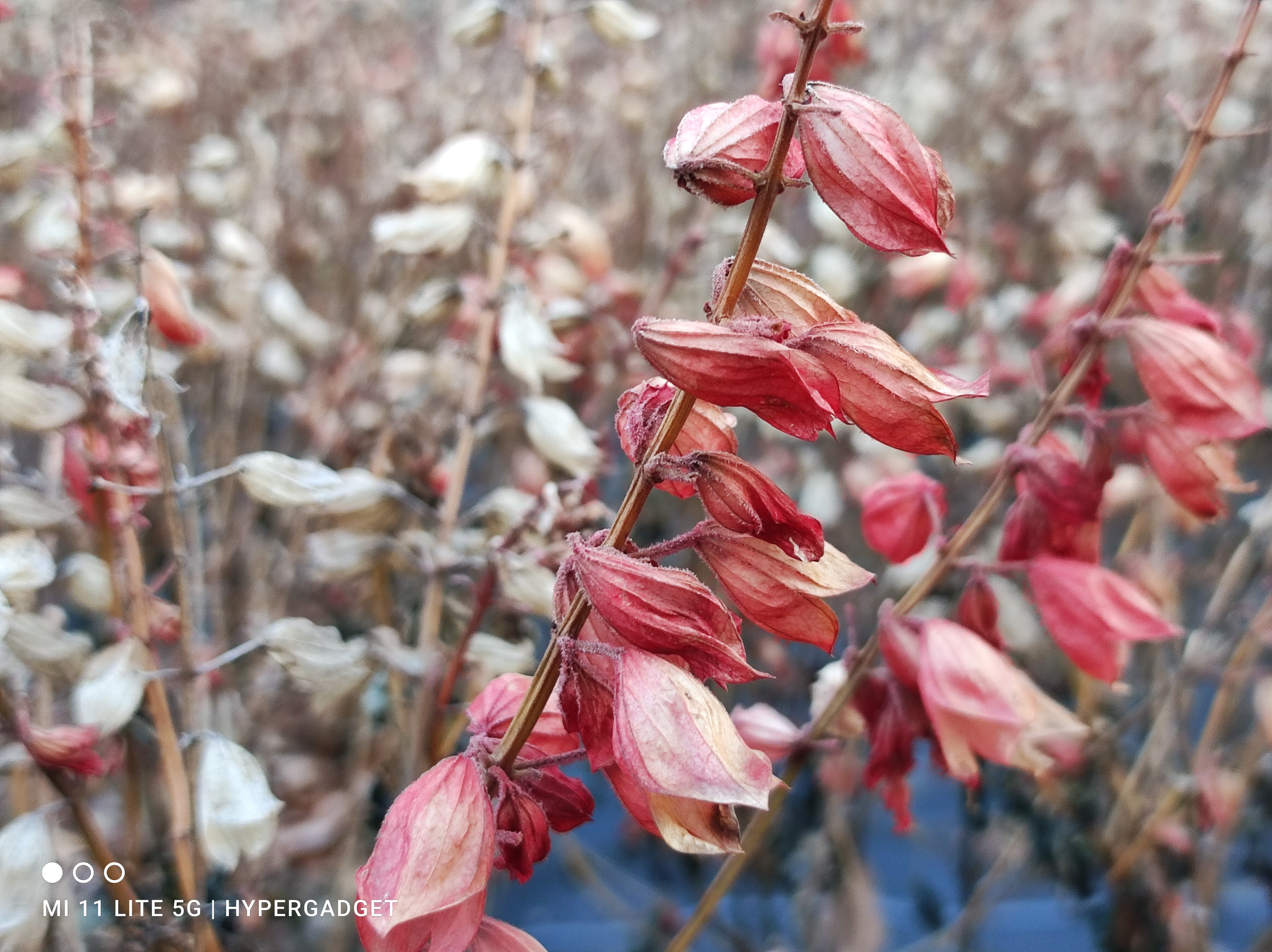 ドライフラワー