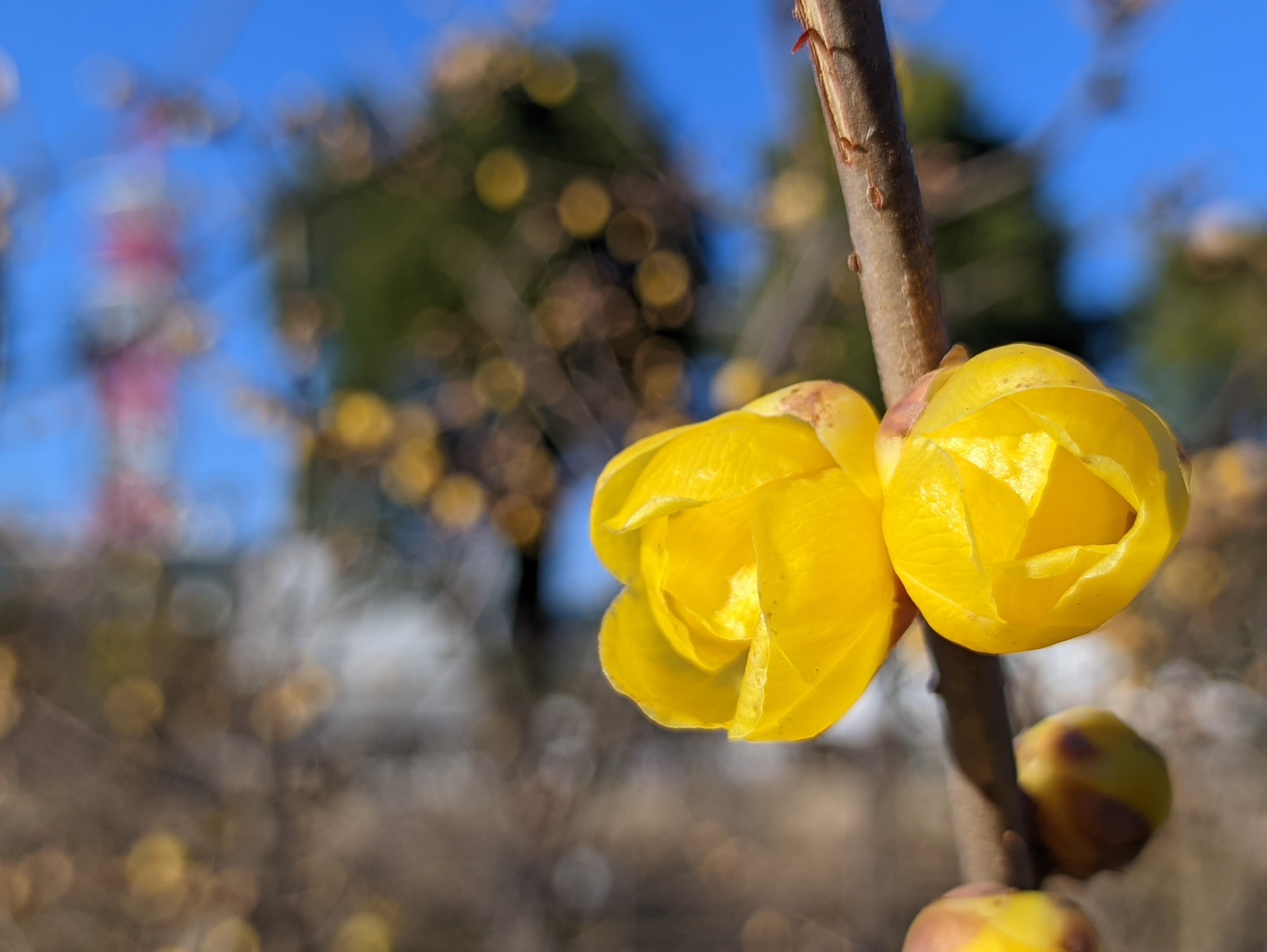青空に蝋梅