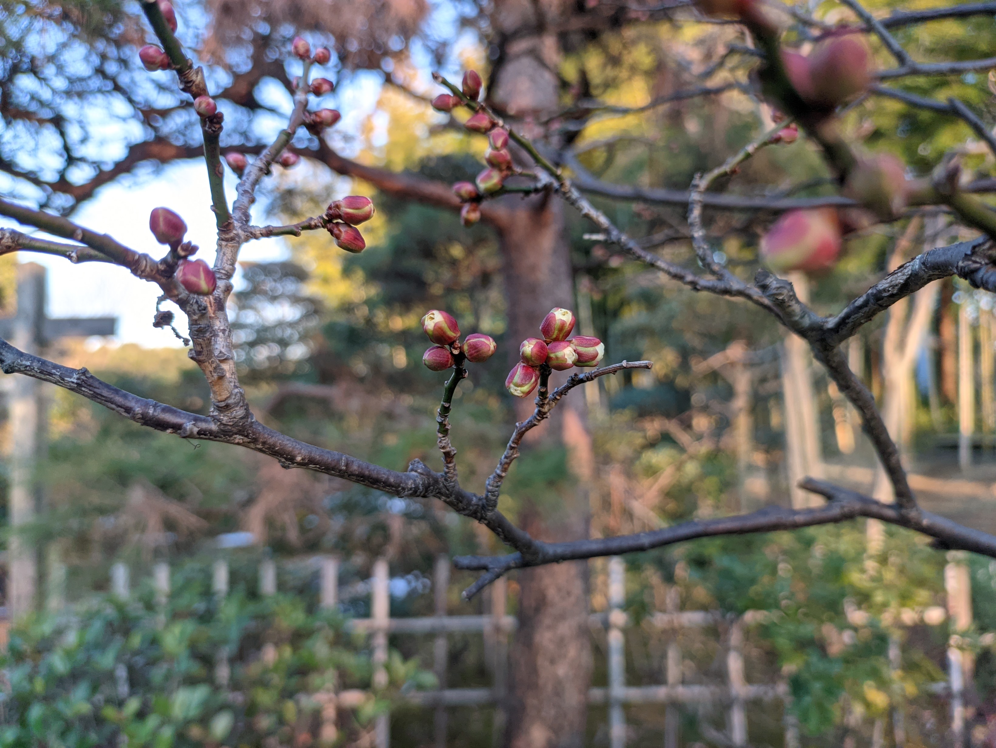 梅のつぼみ GCam
