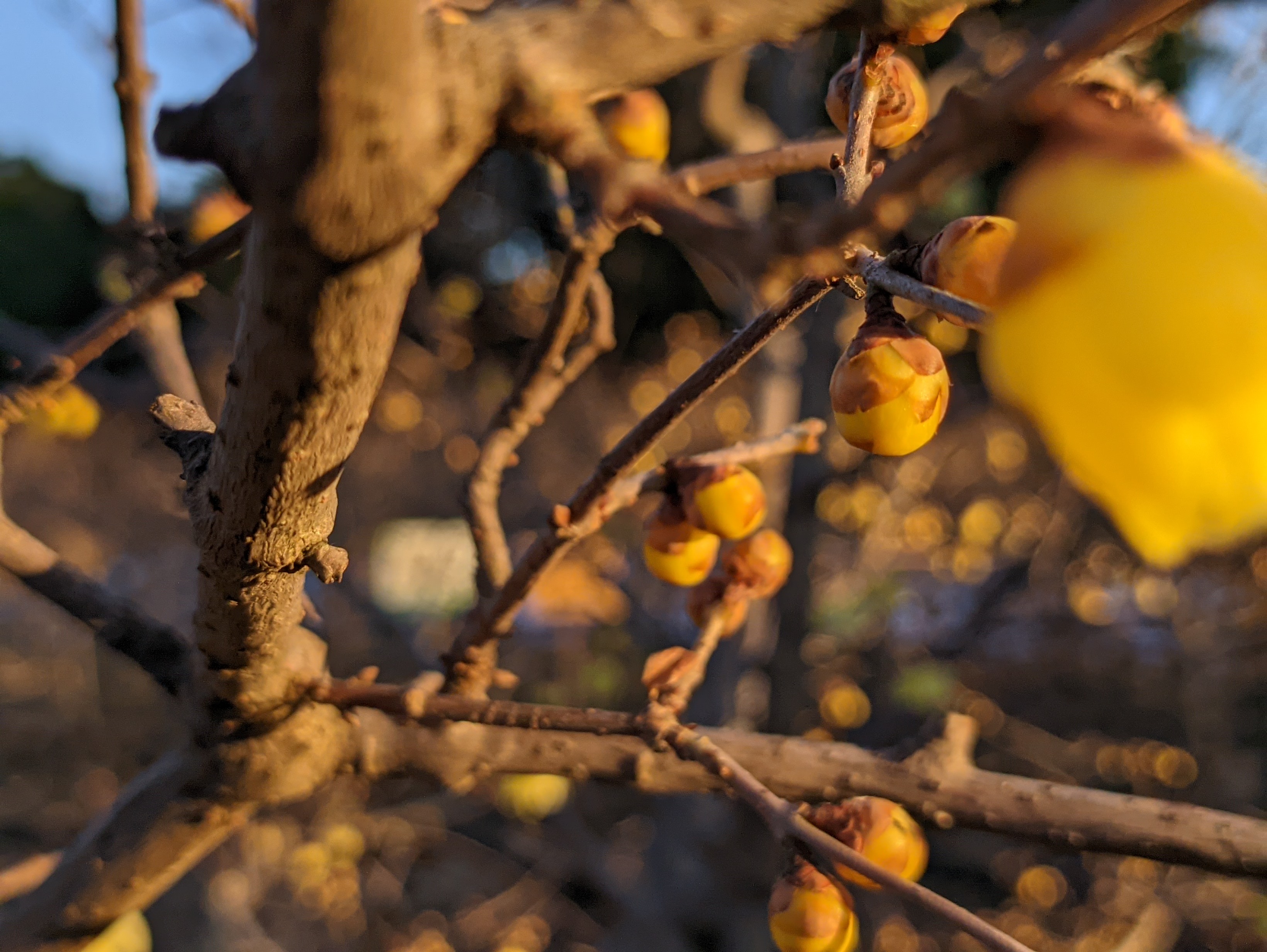 夕暮れの蝋梅