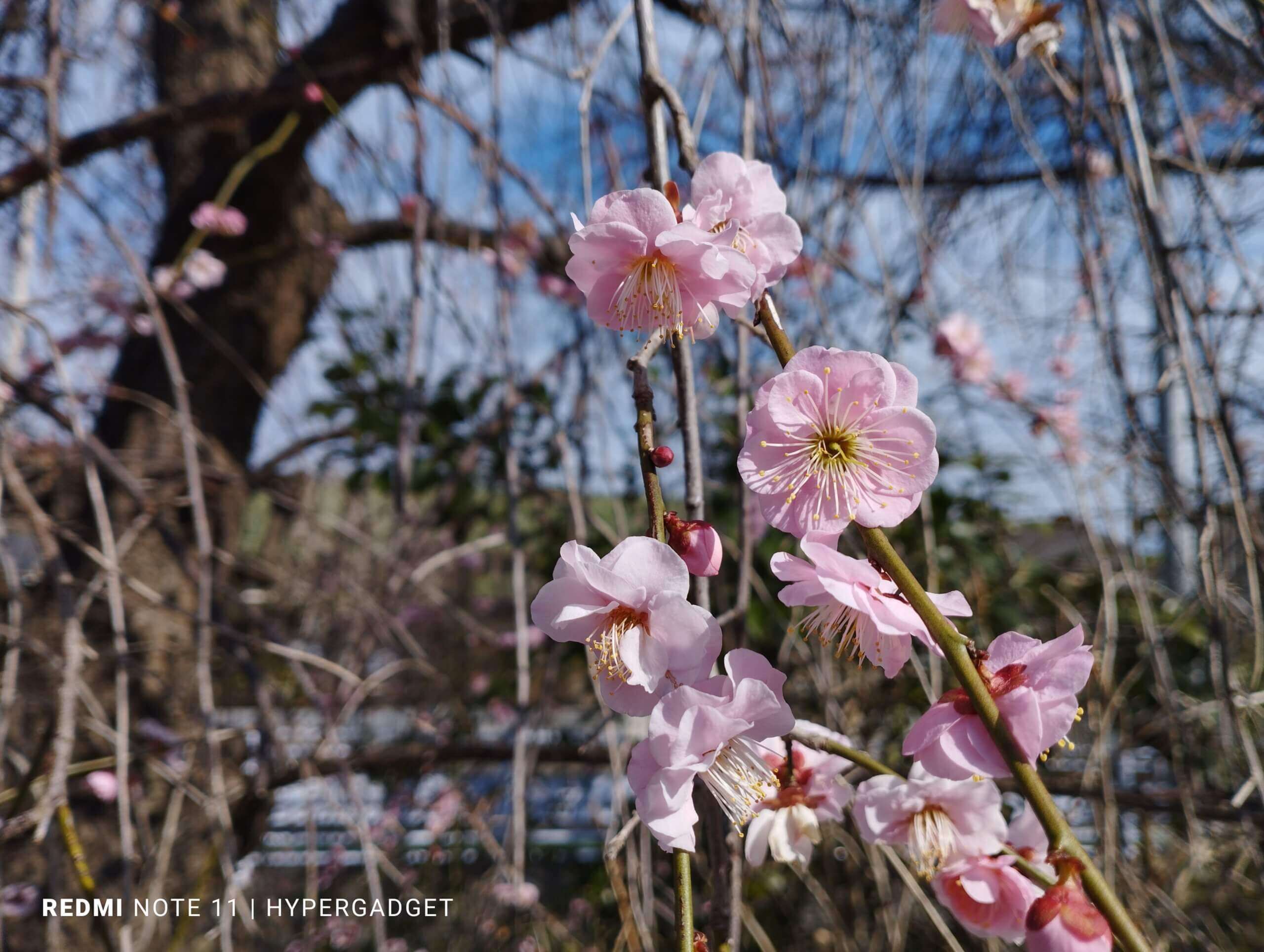晴れた日の梅の花
