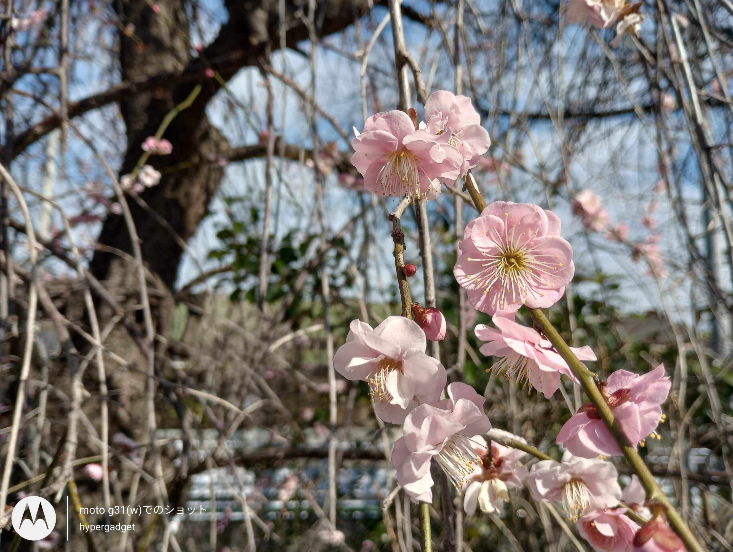 梅の花と青空