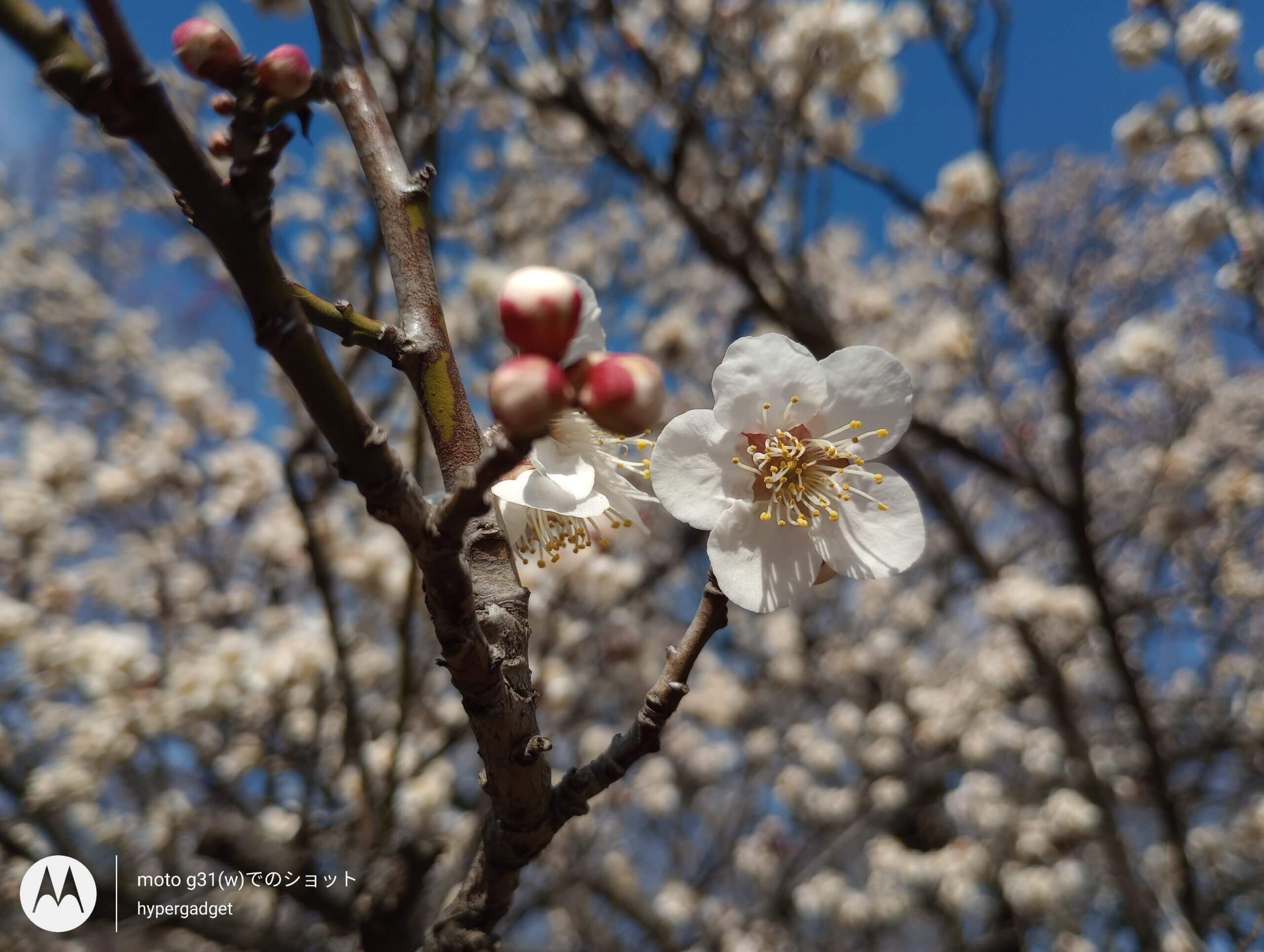 梅の花と青空2