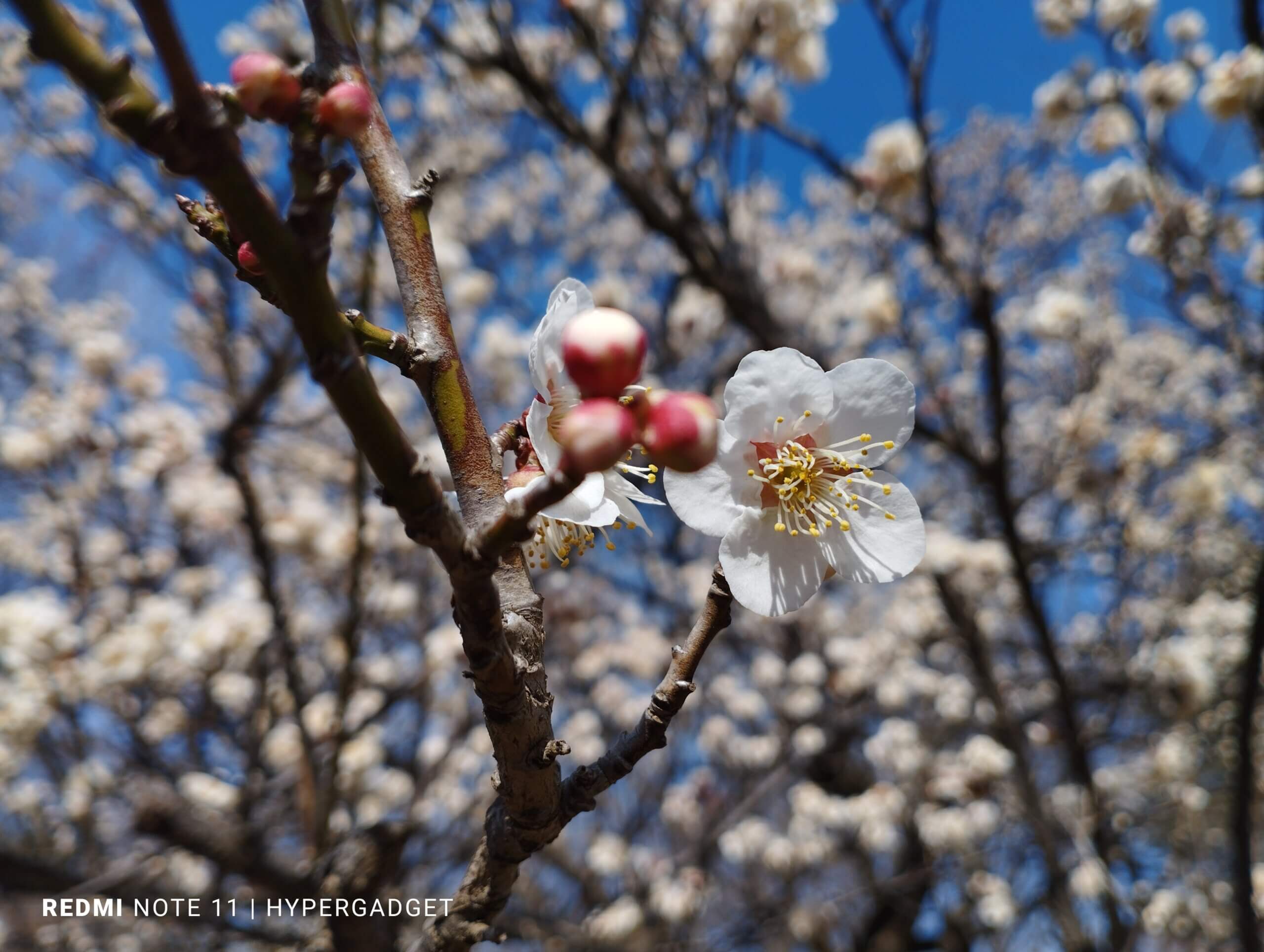 梅の花と青空1