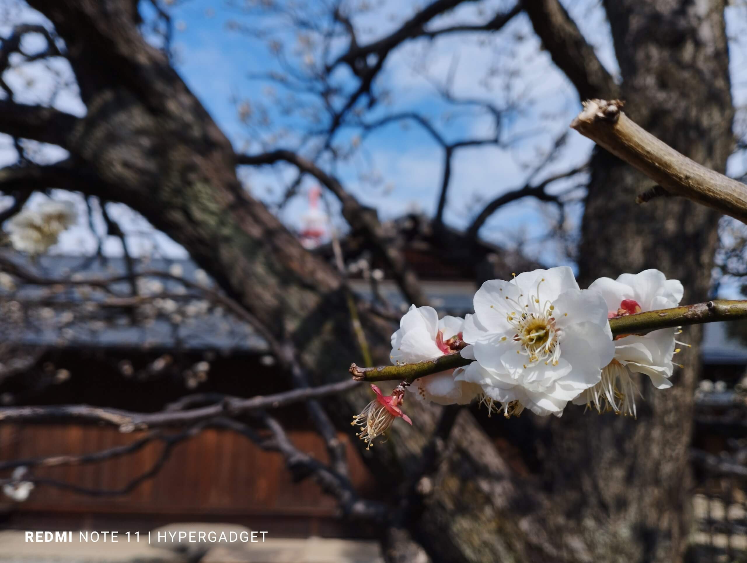 梅の花と屋敷1