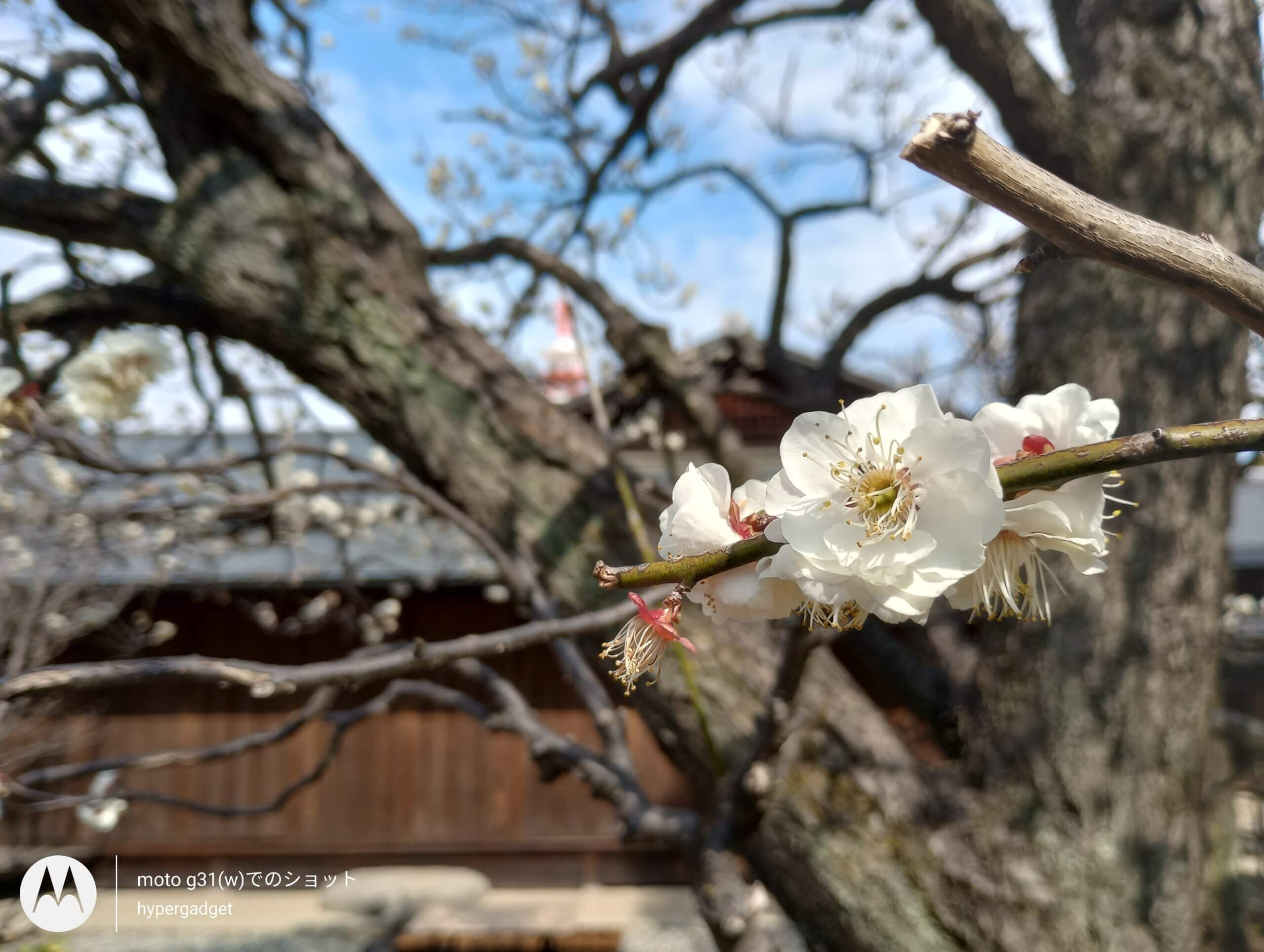 梅の花と屋敷2