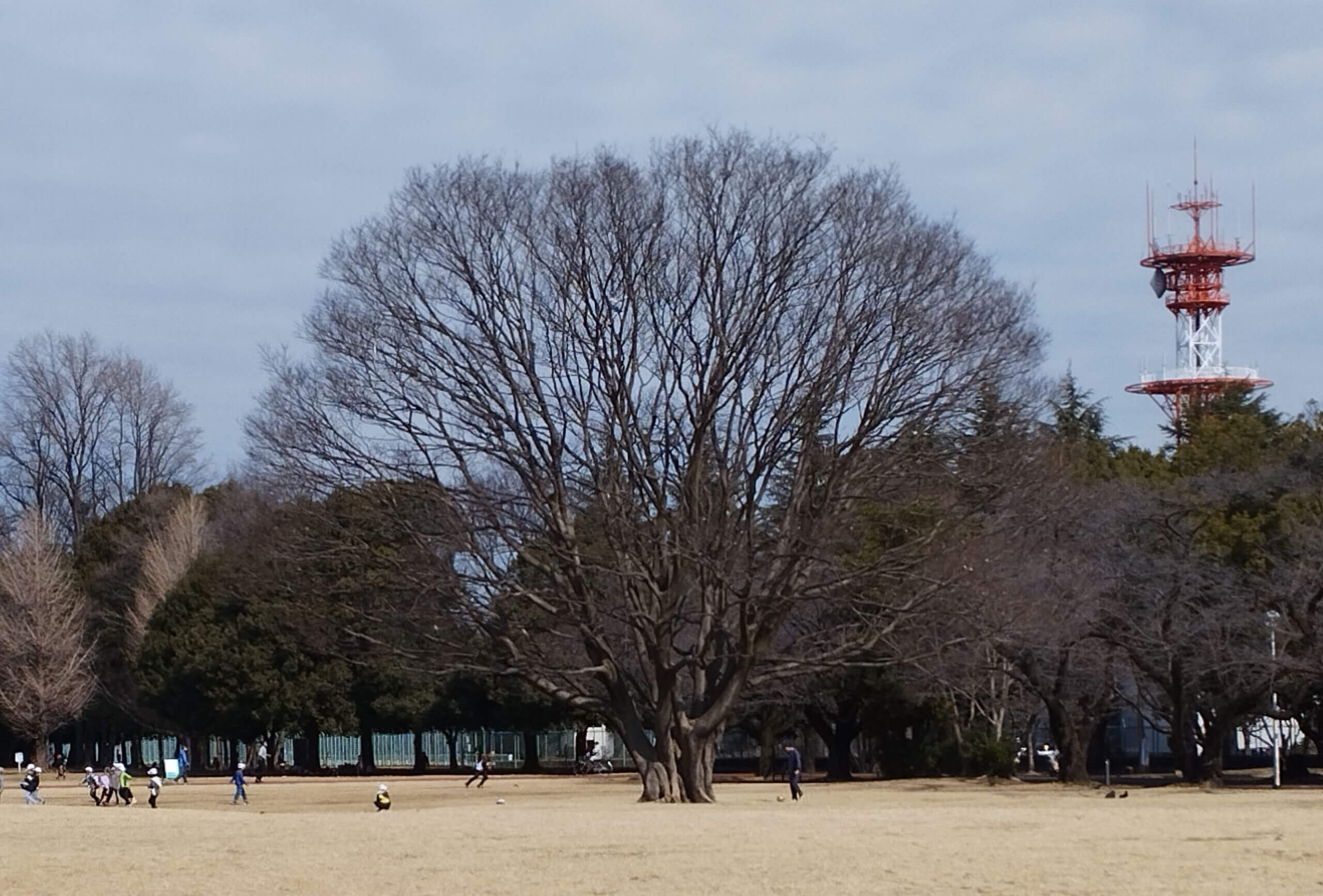 公園　5千万画素撮影トリミング