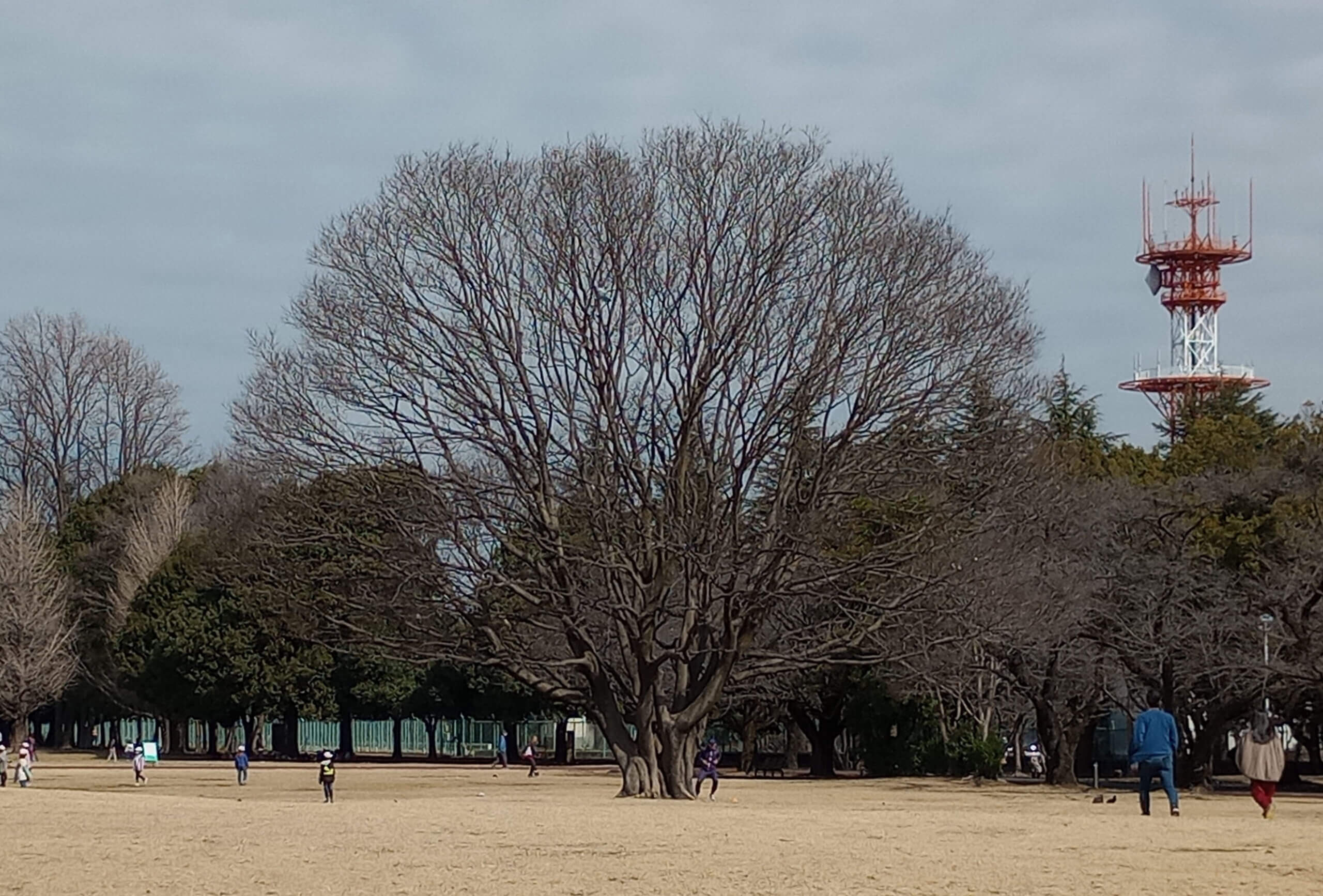 広角五千万画素超高解像度撮影トリミング