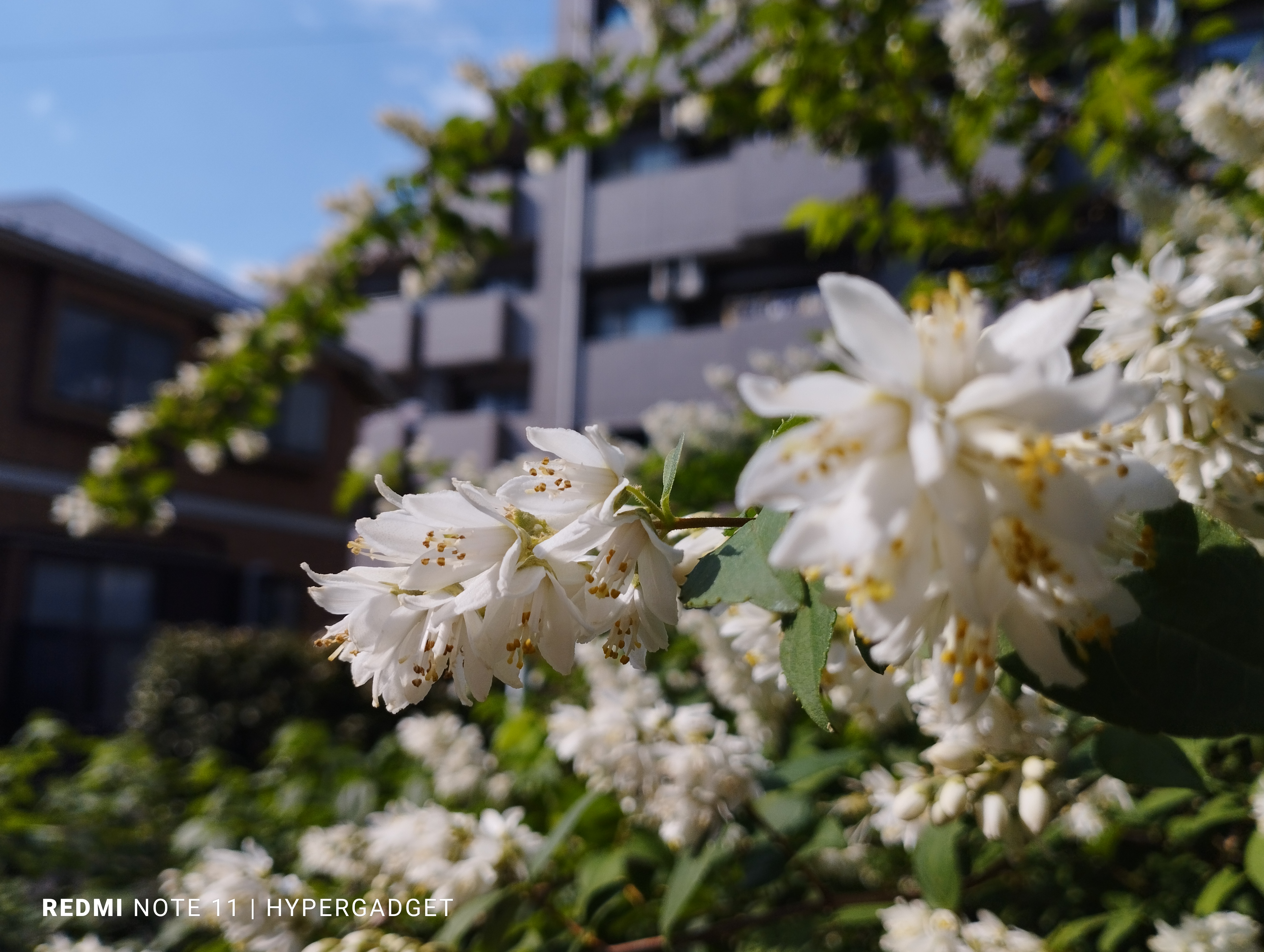 白い花とマンション
