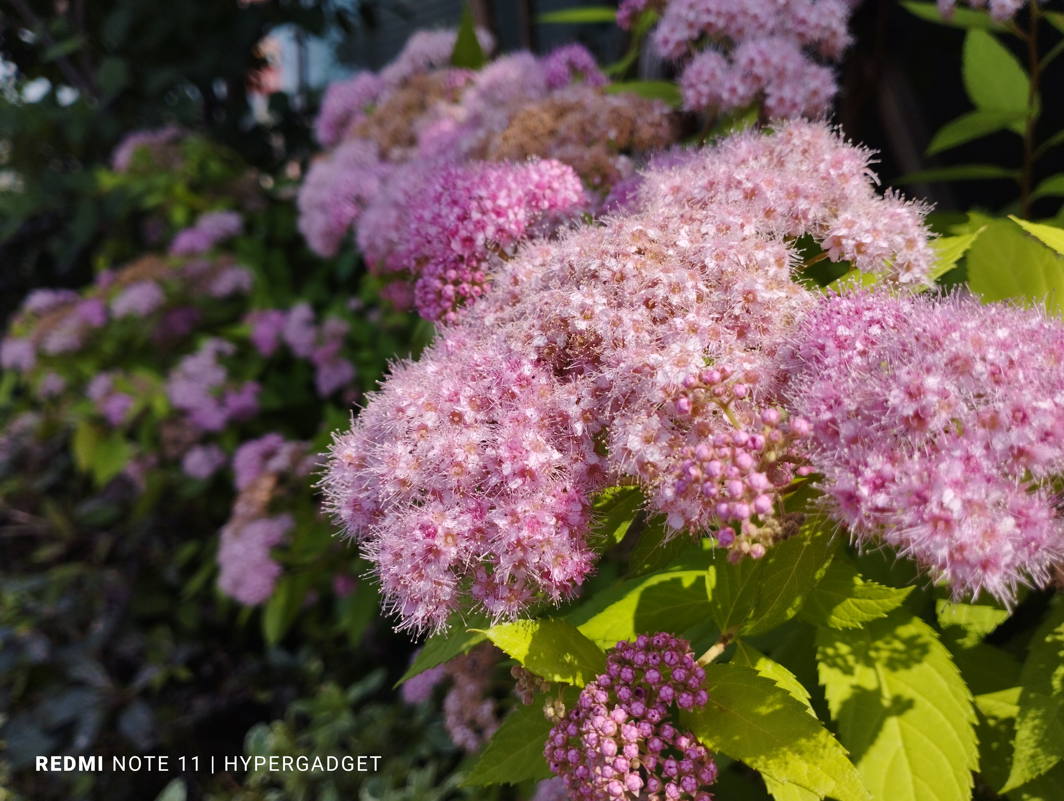 ピンクでふわふわの花
