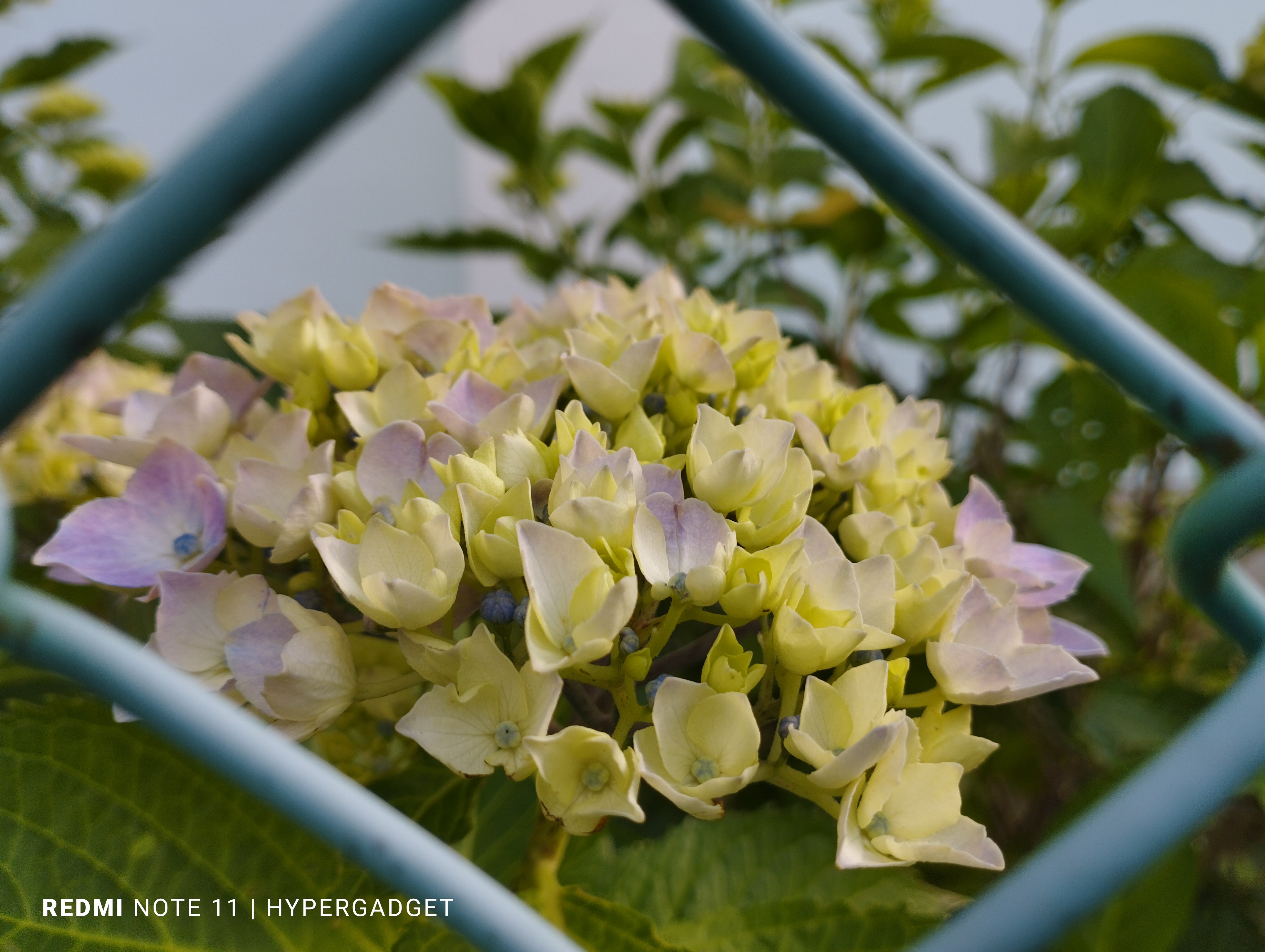 さきかけの紫陽花