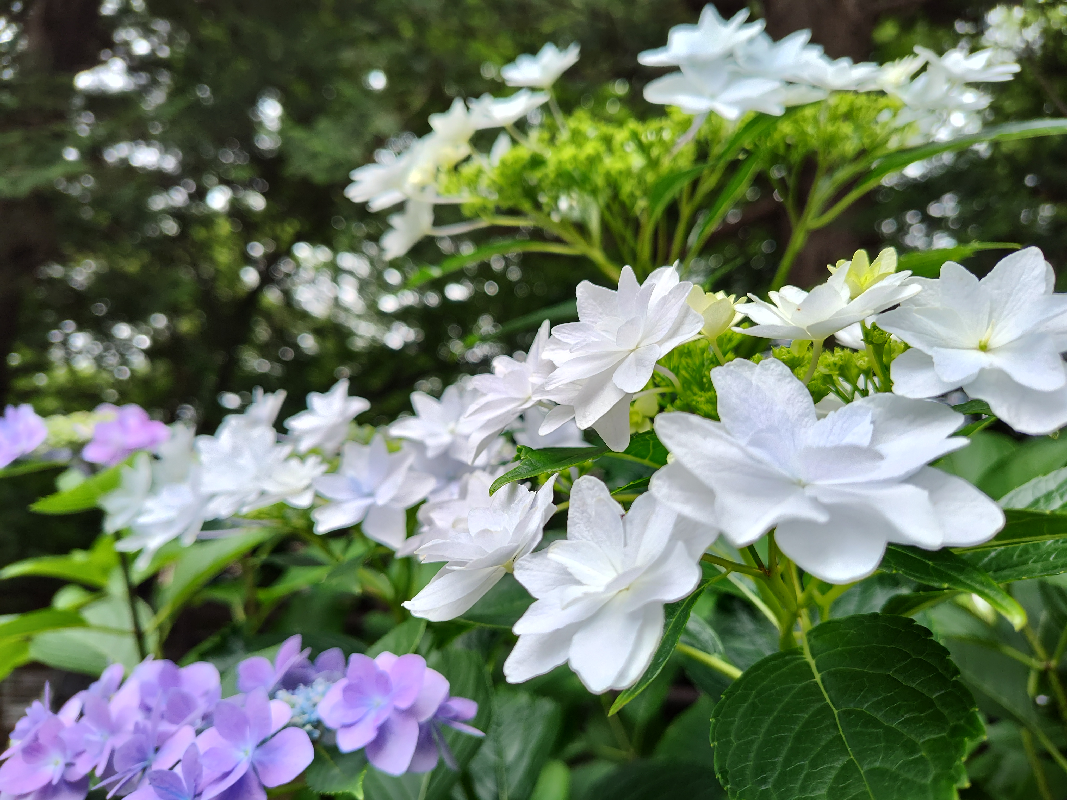 白と紫の紫陽花2