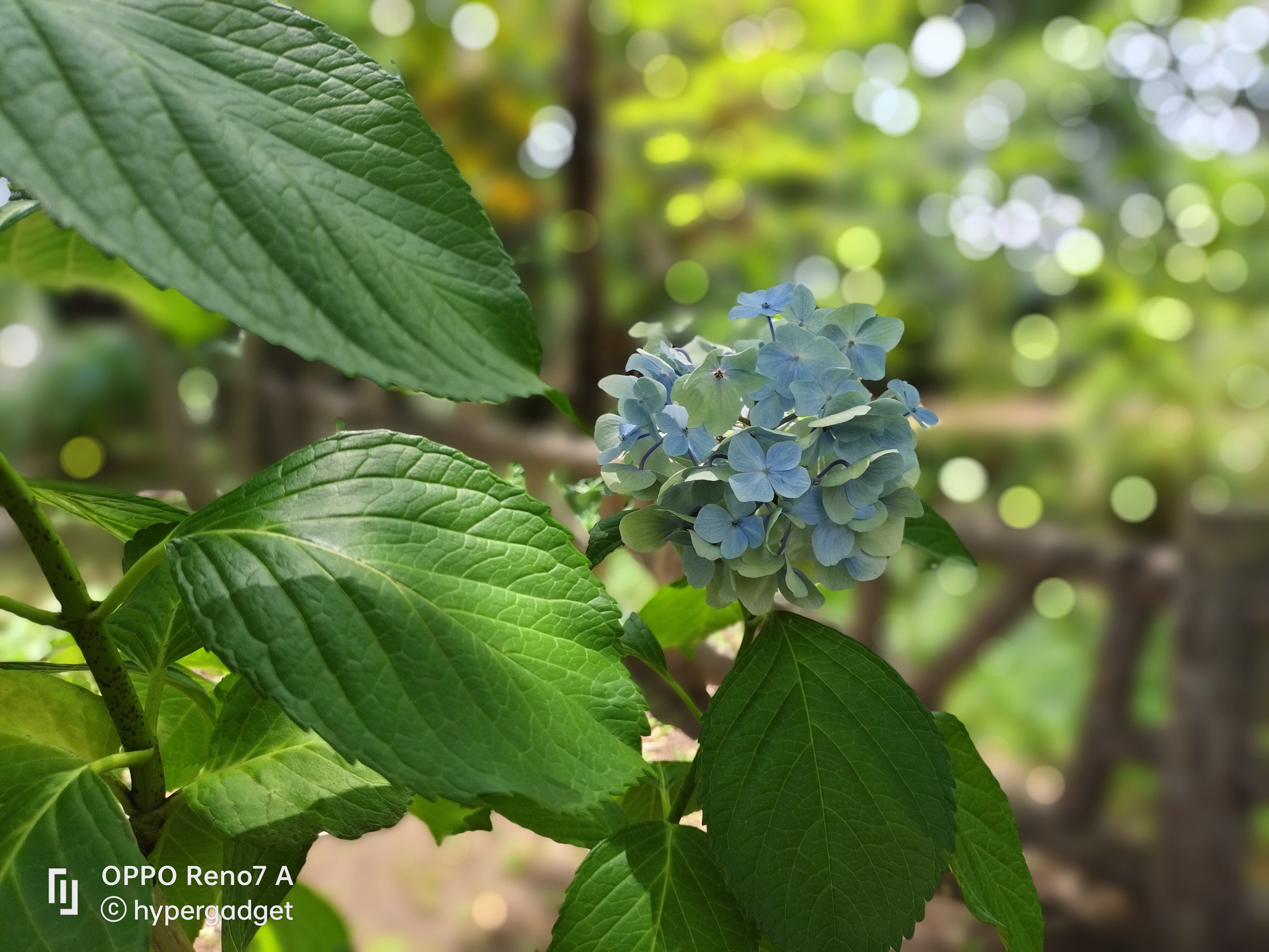 OPPO Reno7 A ネオンポートレート5