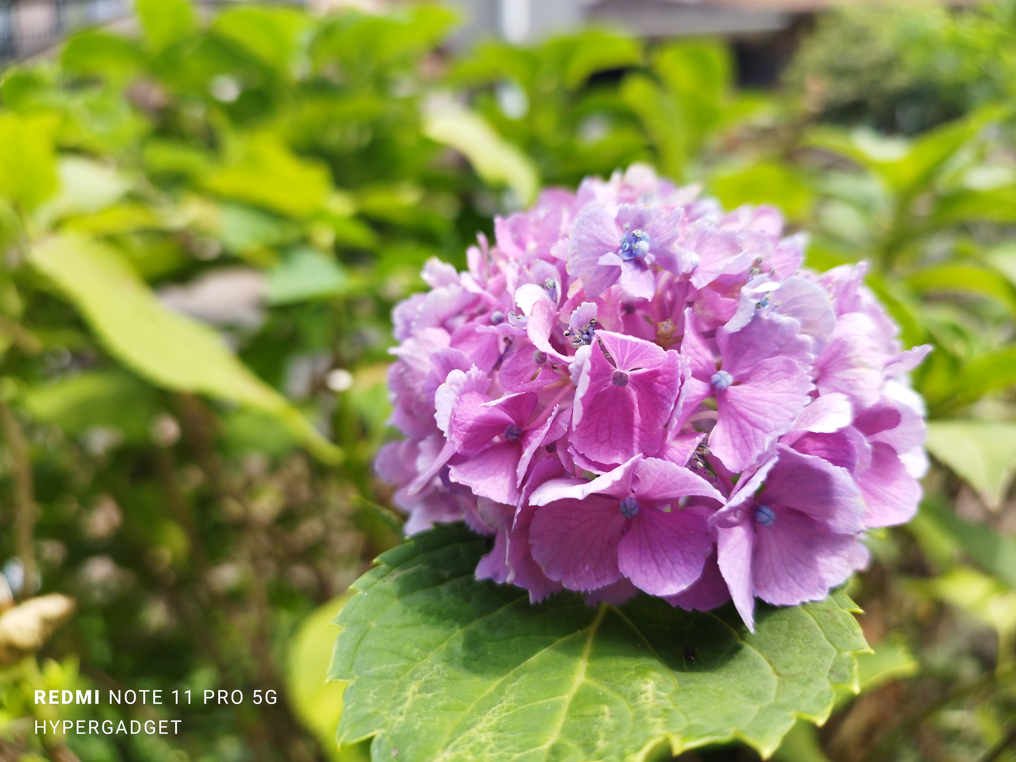 ピンクのあじさい