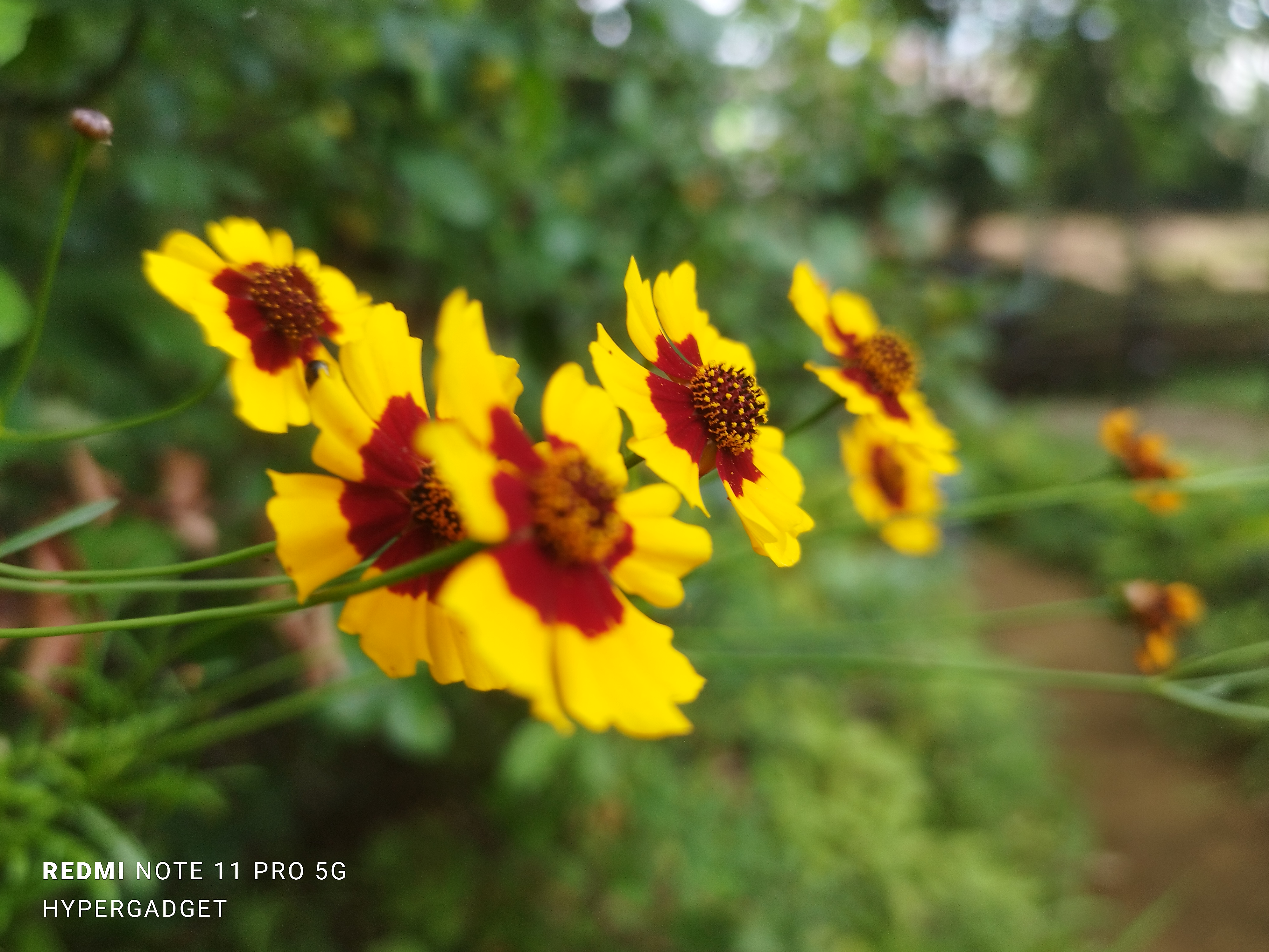 小さいひまわり