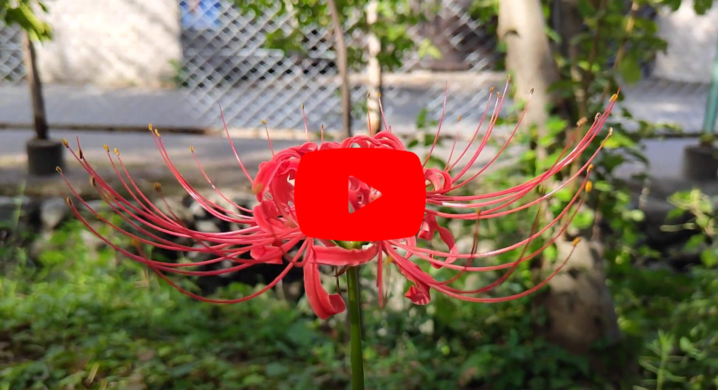 Nothing Phone動画撮影