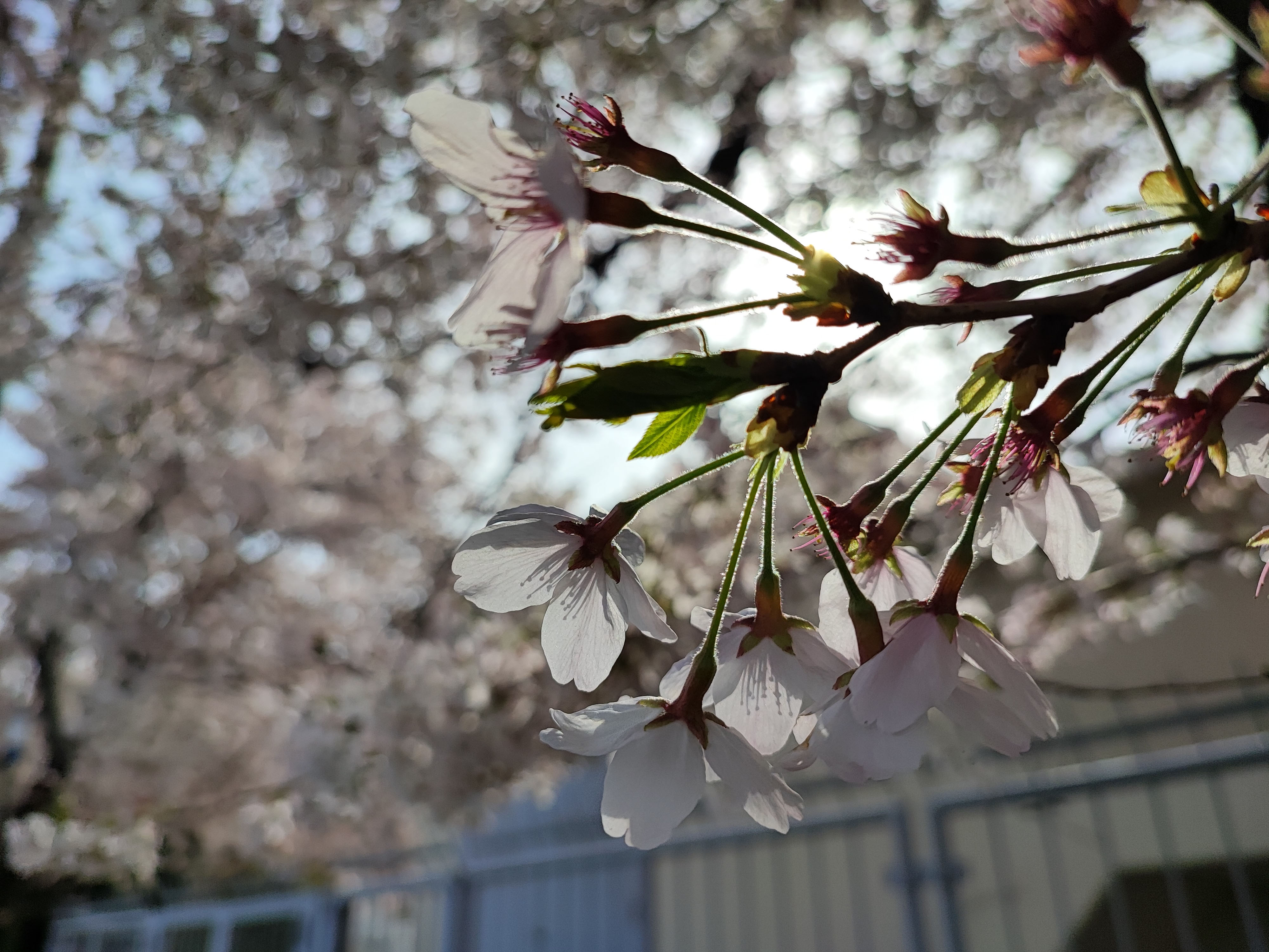 桜