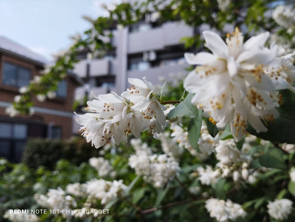 白い花とマンション