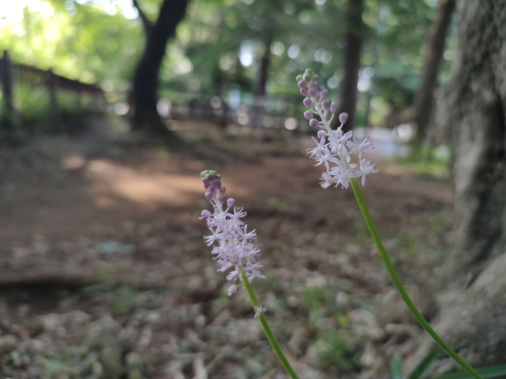 紫の細い花1