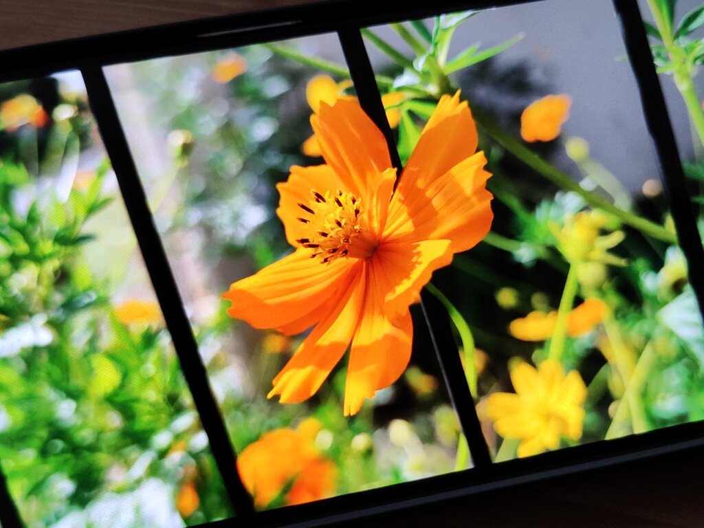 10bitディスプレイオレンジの花