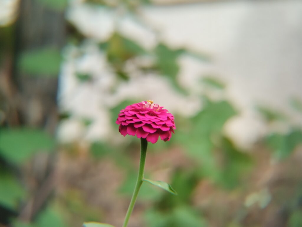 小さいピンクの花