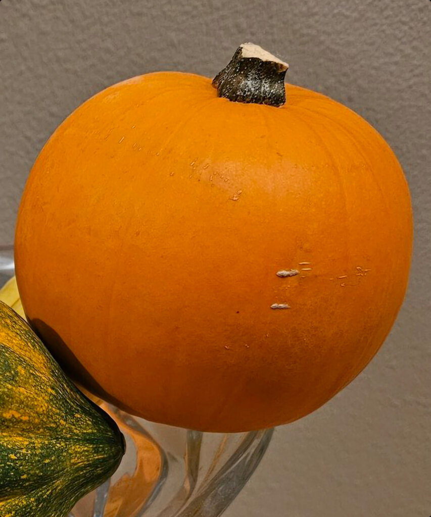 かぼちゃ1