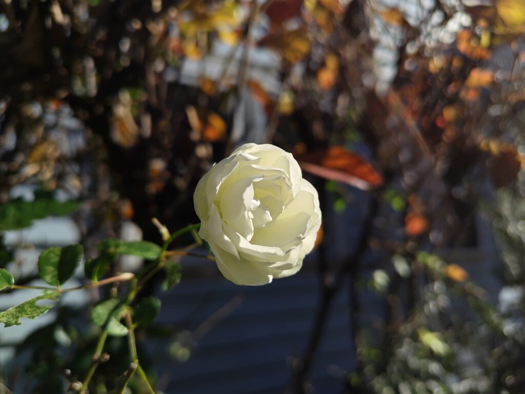 小さい白いバラ2