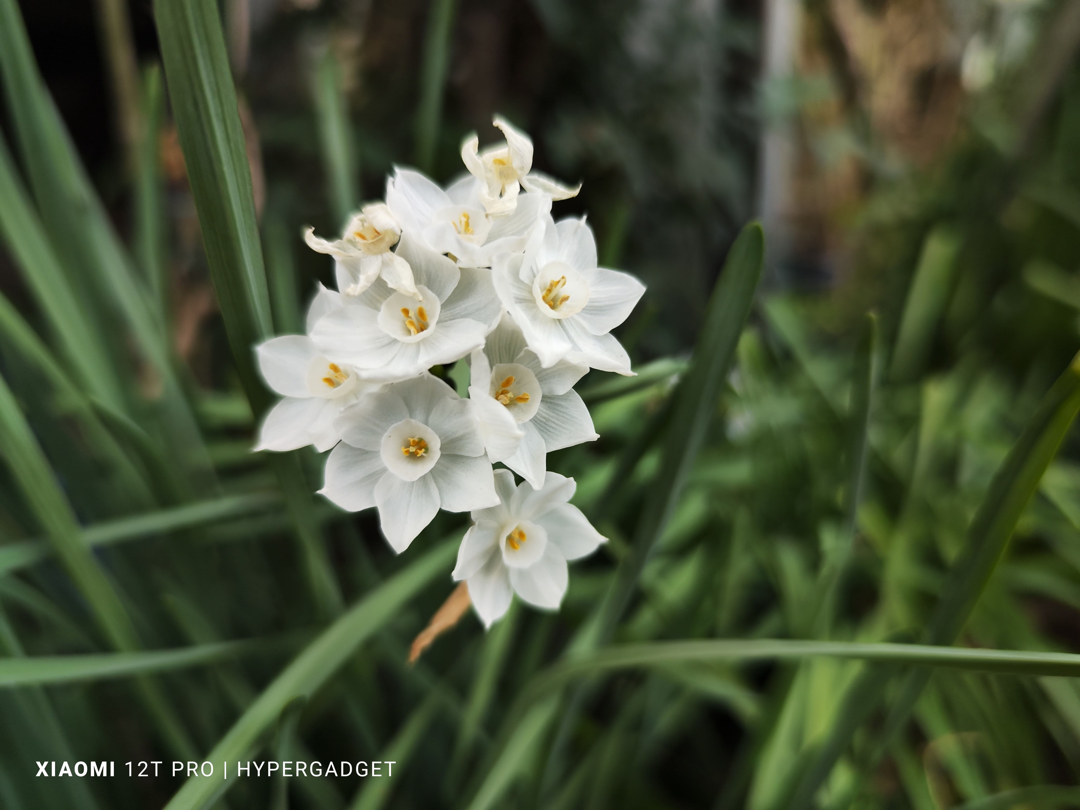 日陰のすいせん