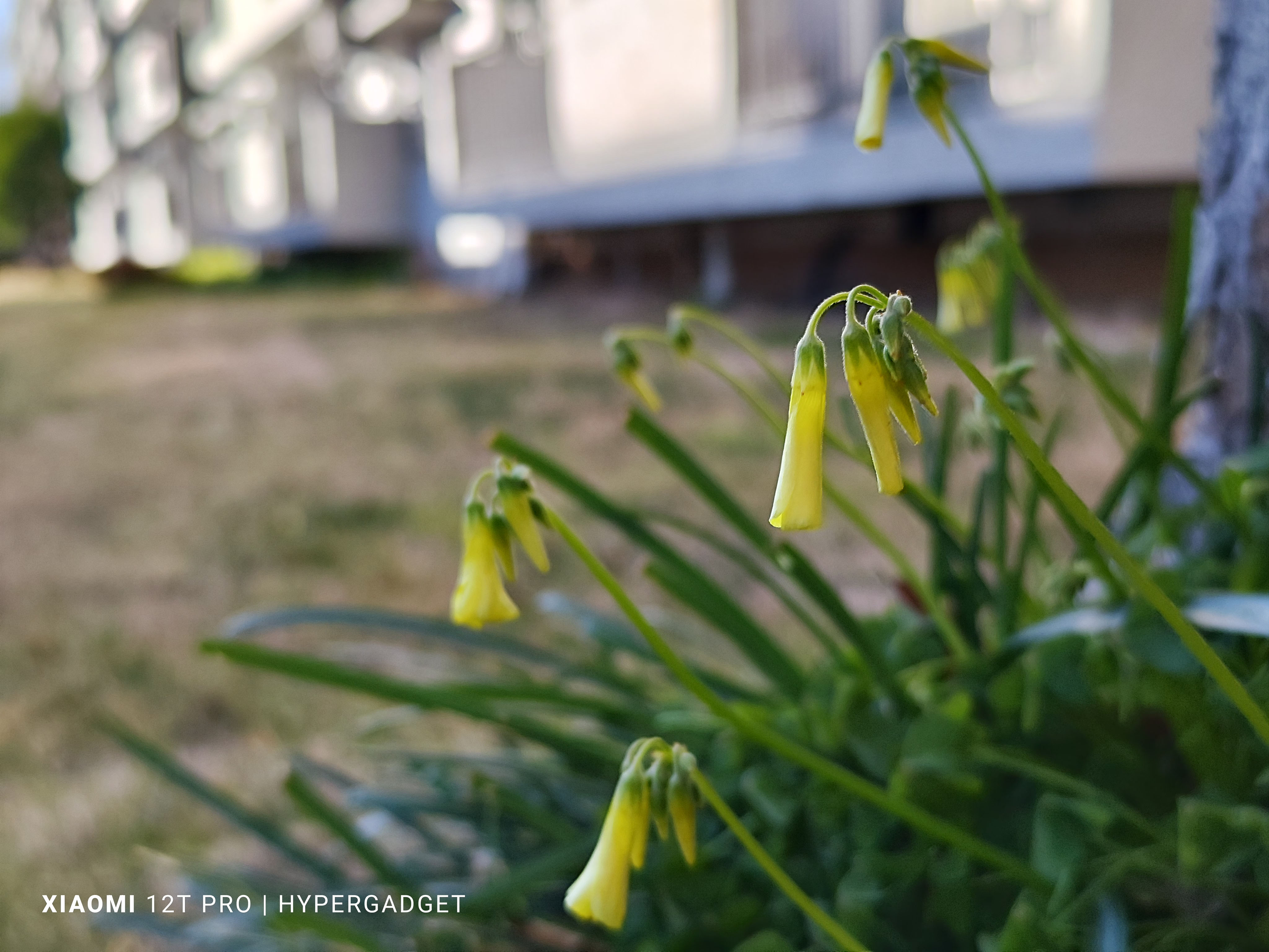 日陰の黄色い花