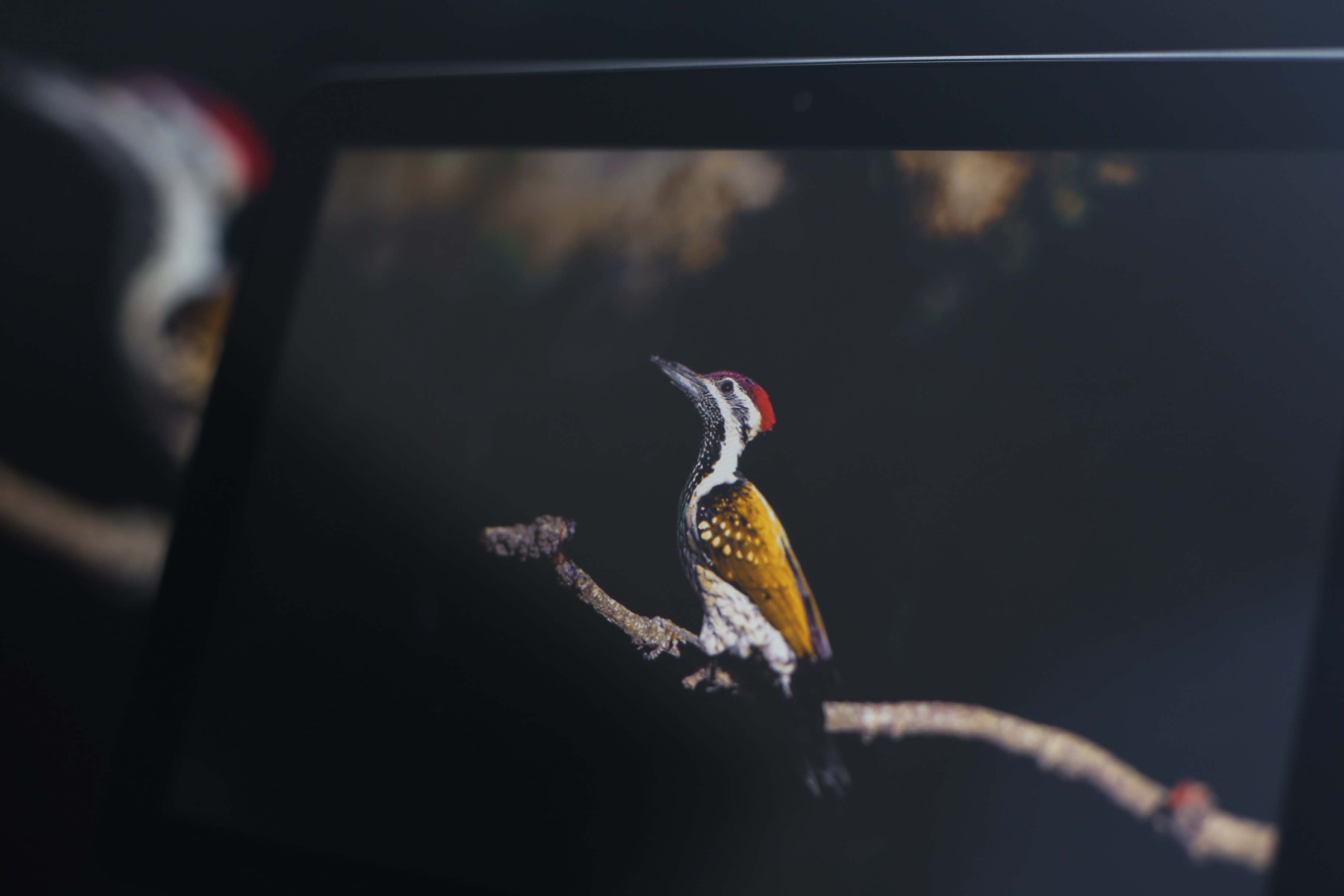 現行Fireタブレットの中で唯一ミラキャストに対応するFire HD 8シリーズ!