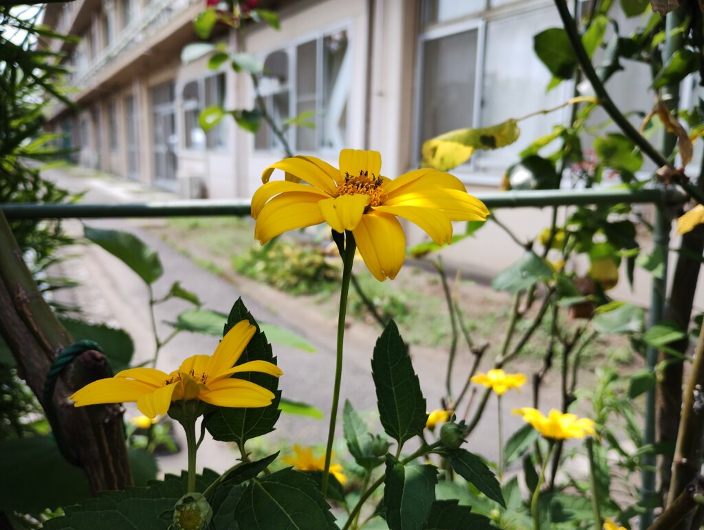 黄色い花1