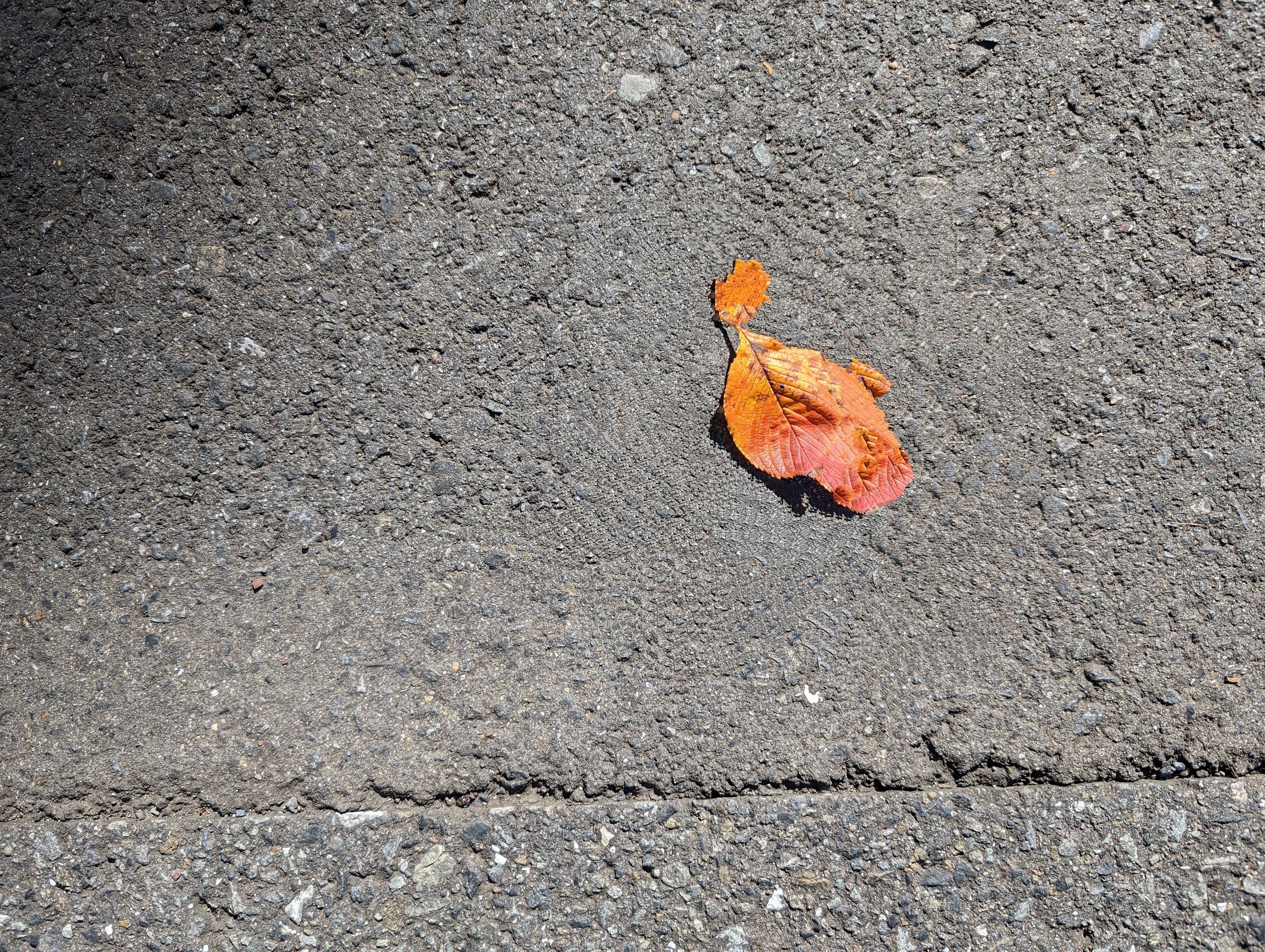 葉っぱ消した後