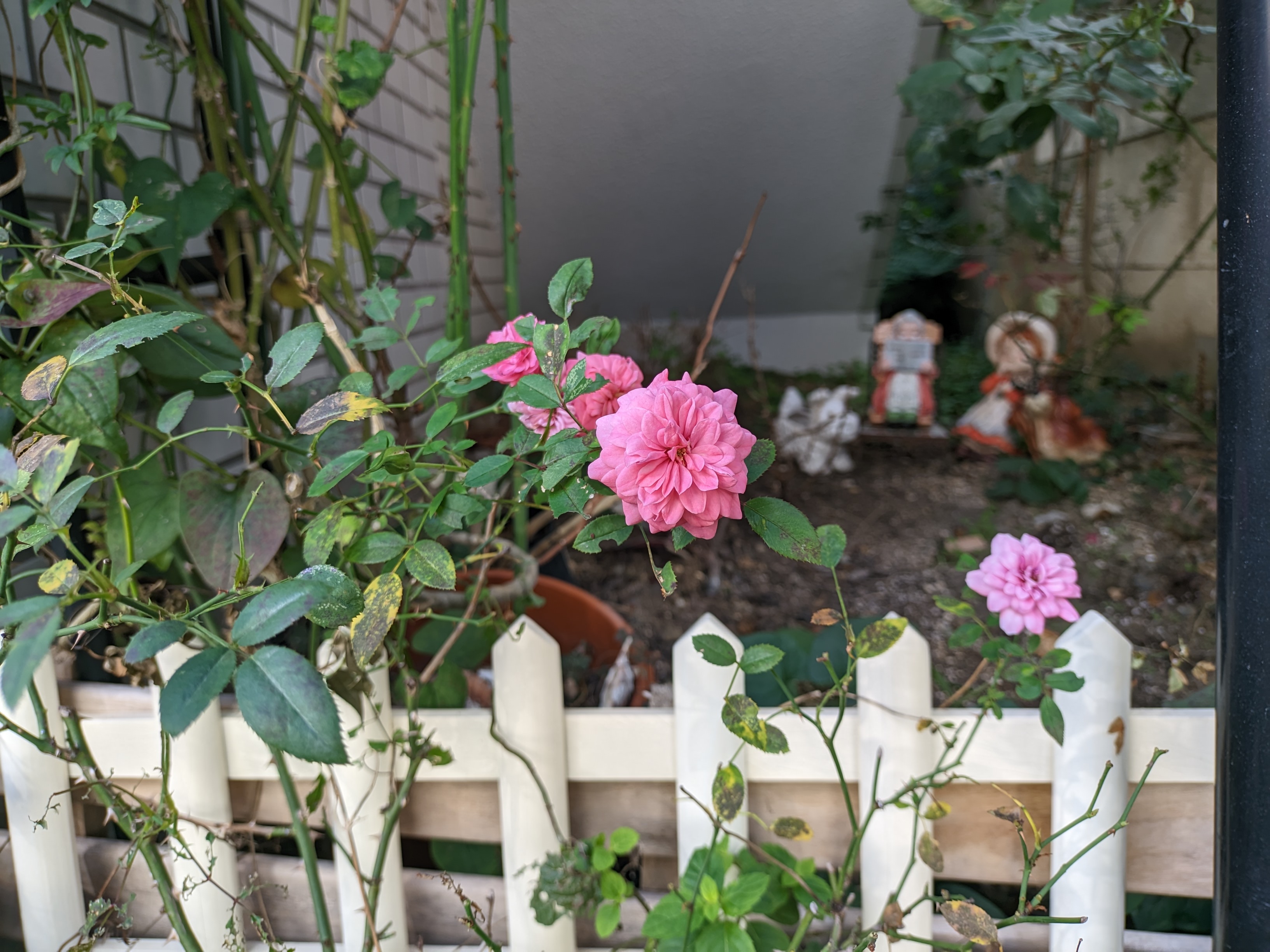 小さいピンクのバラ