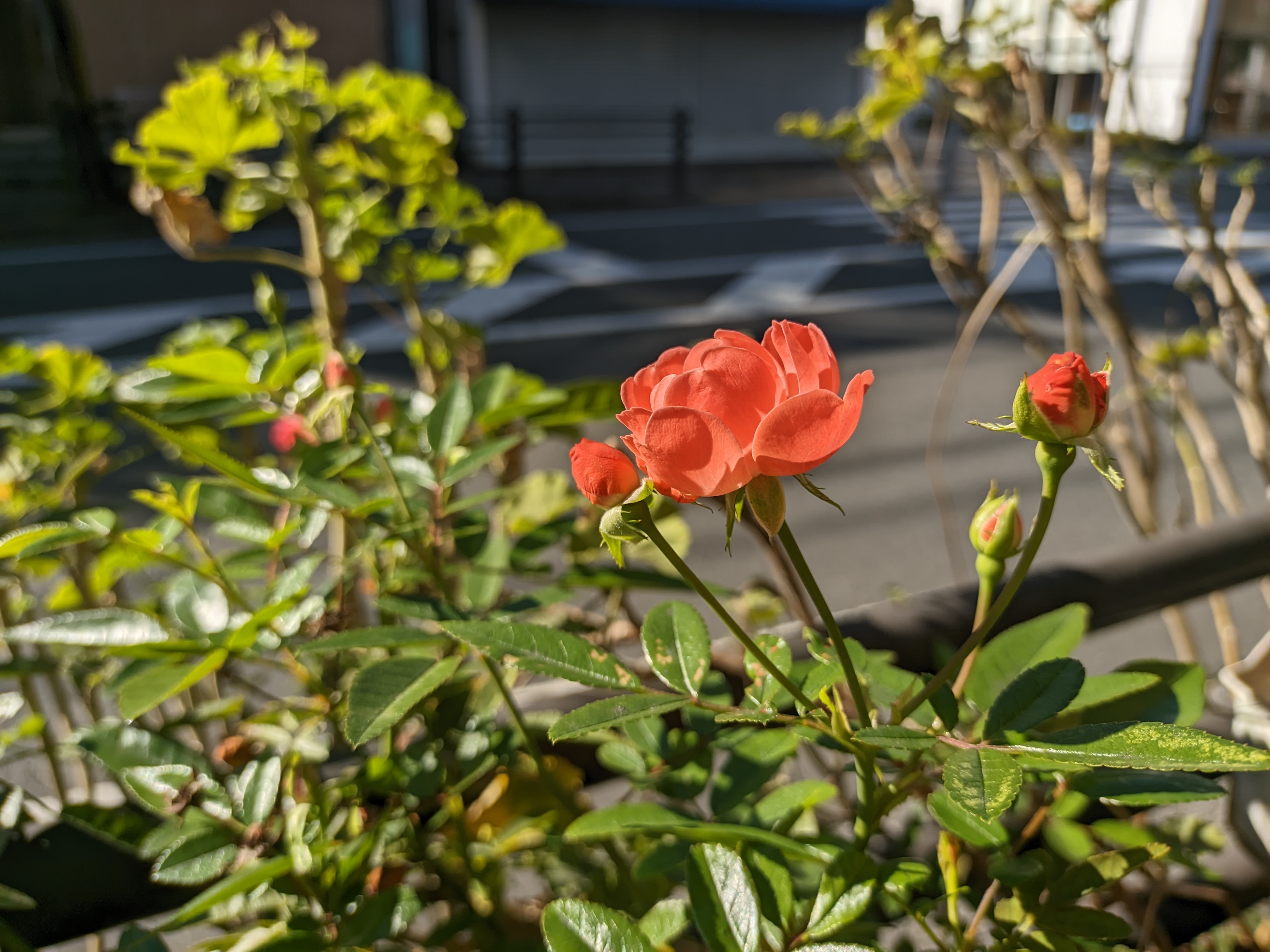 オレンジのバラ