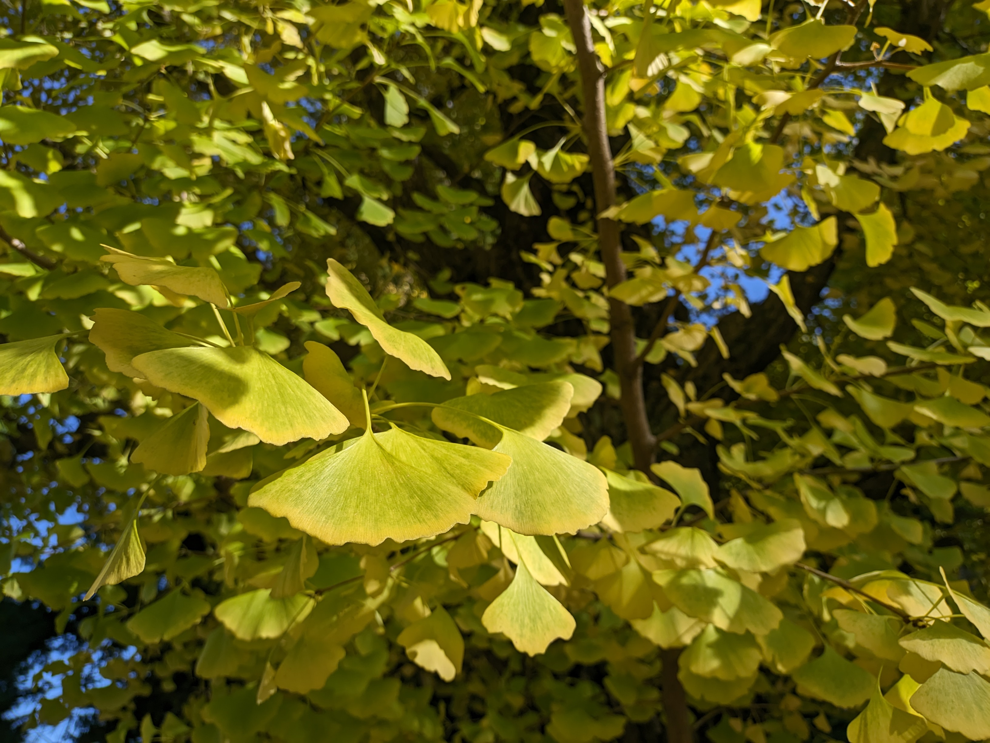 黄色いイチョウ