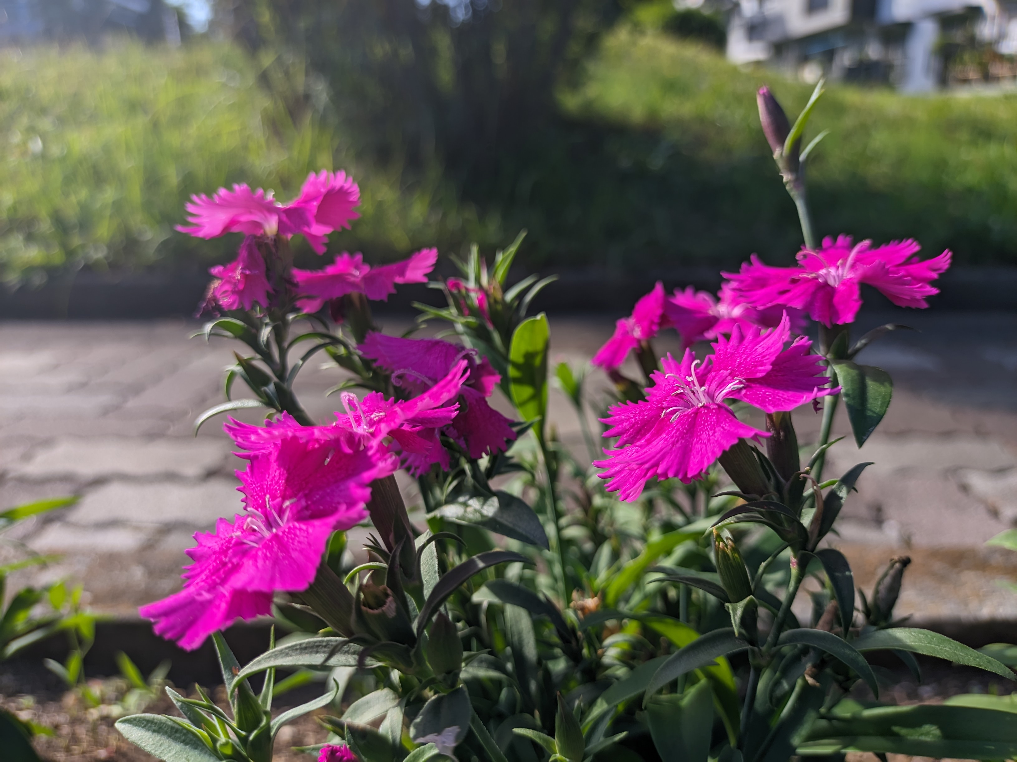 ピンクのギザギザの花