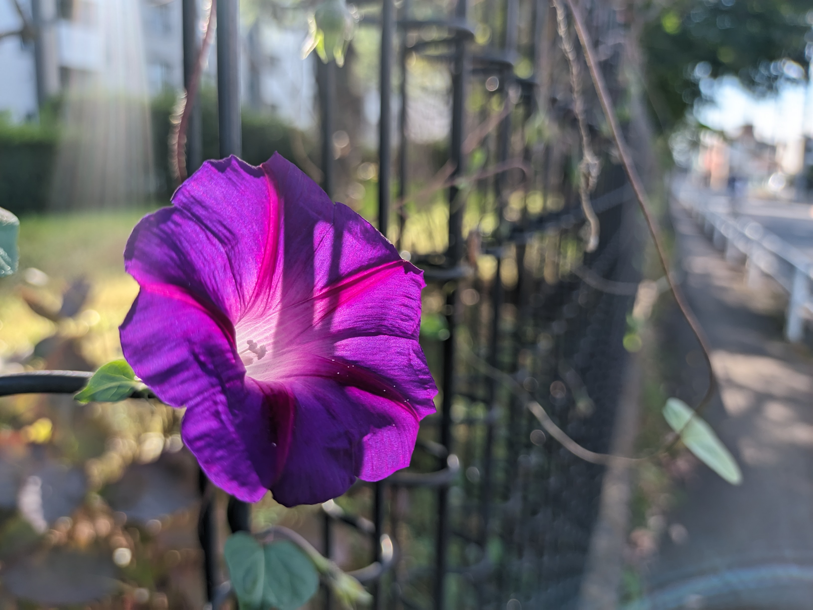 赤紫の朝顔