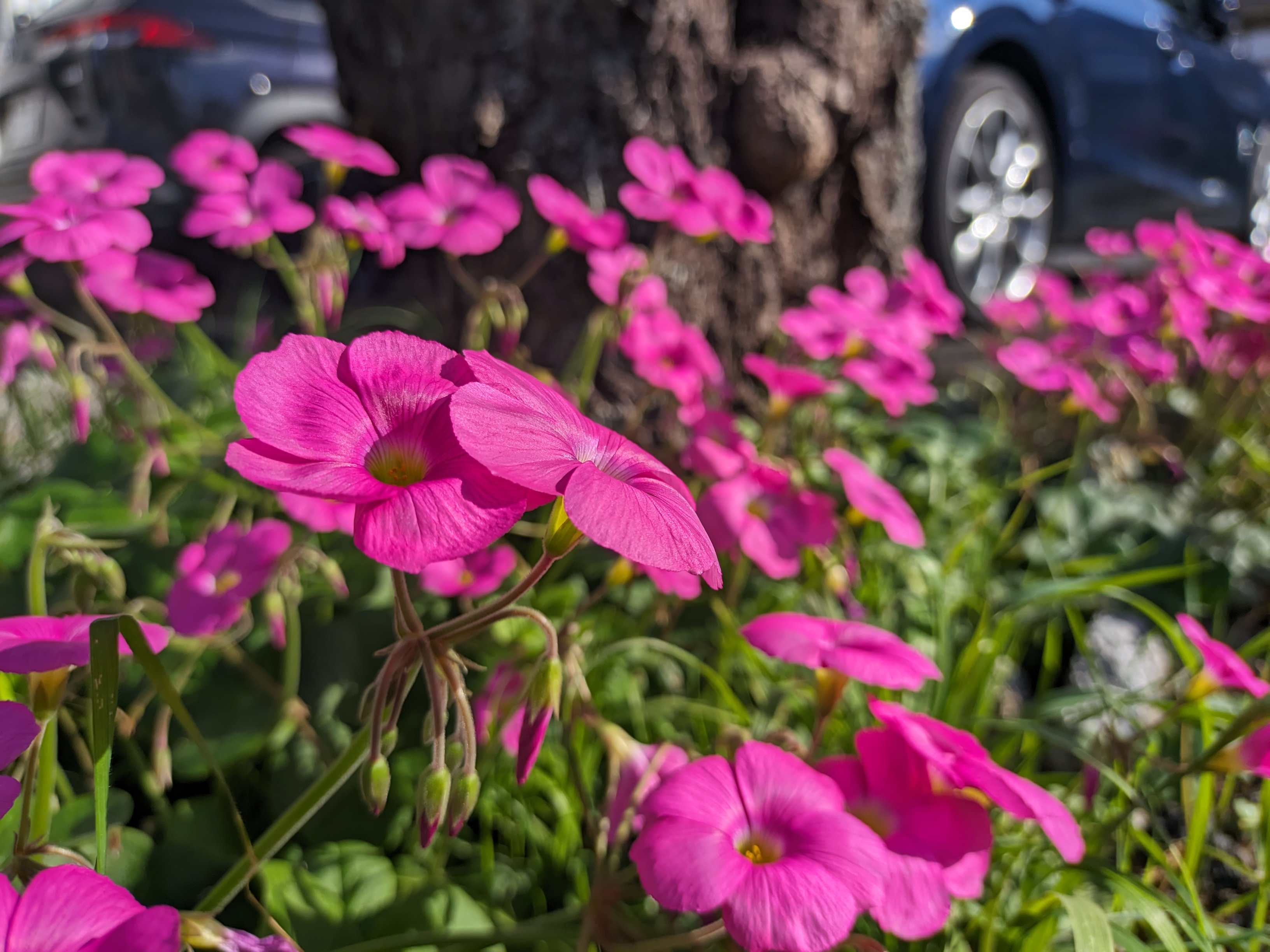 ピンクの花と日差し
