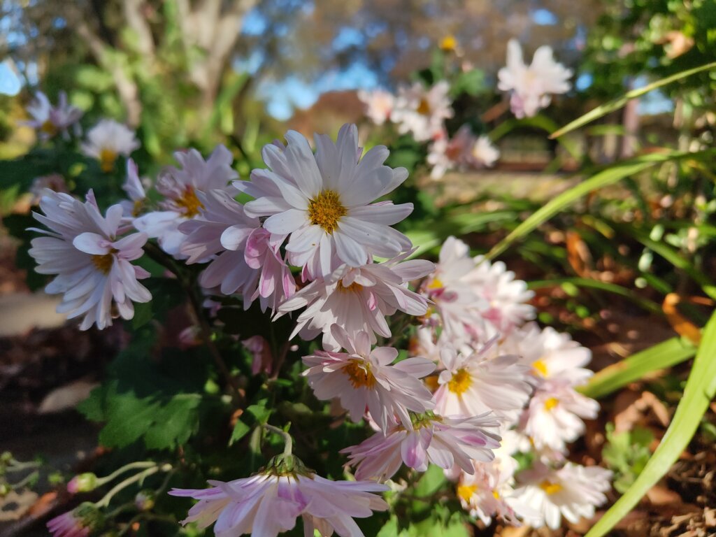 日陰の白ピンクの花