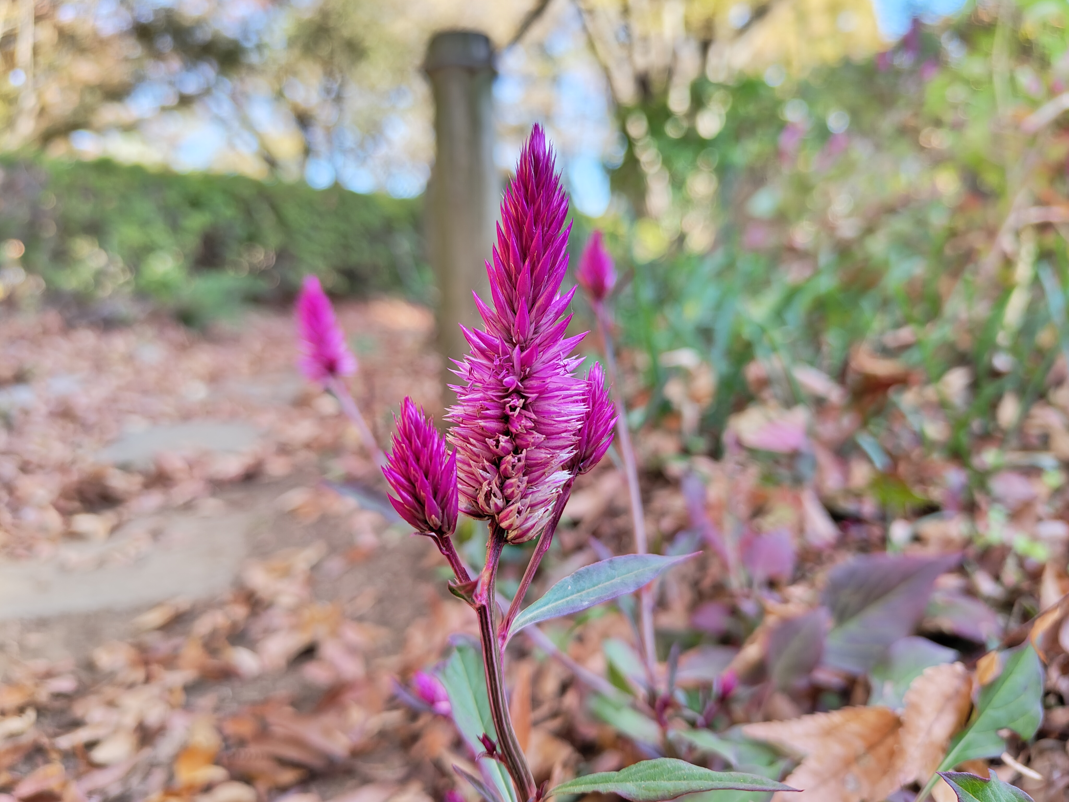 ピンクのトゲトゲの花