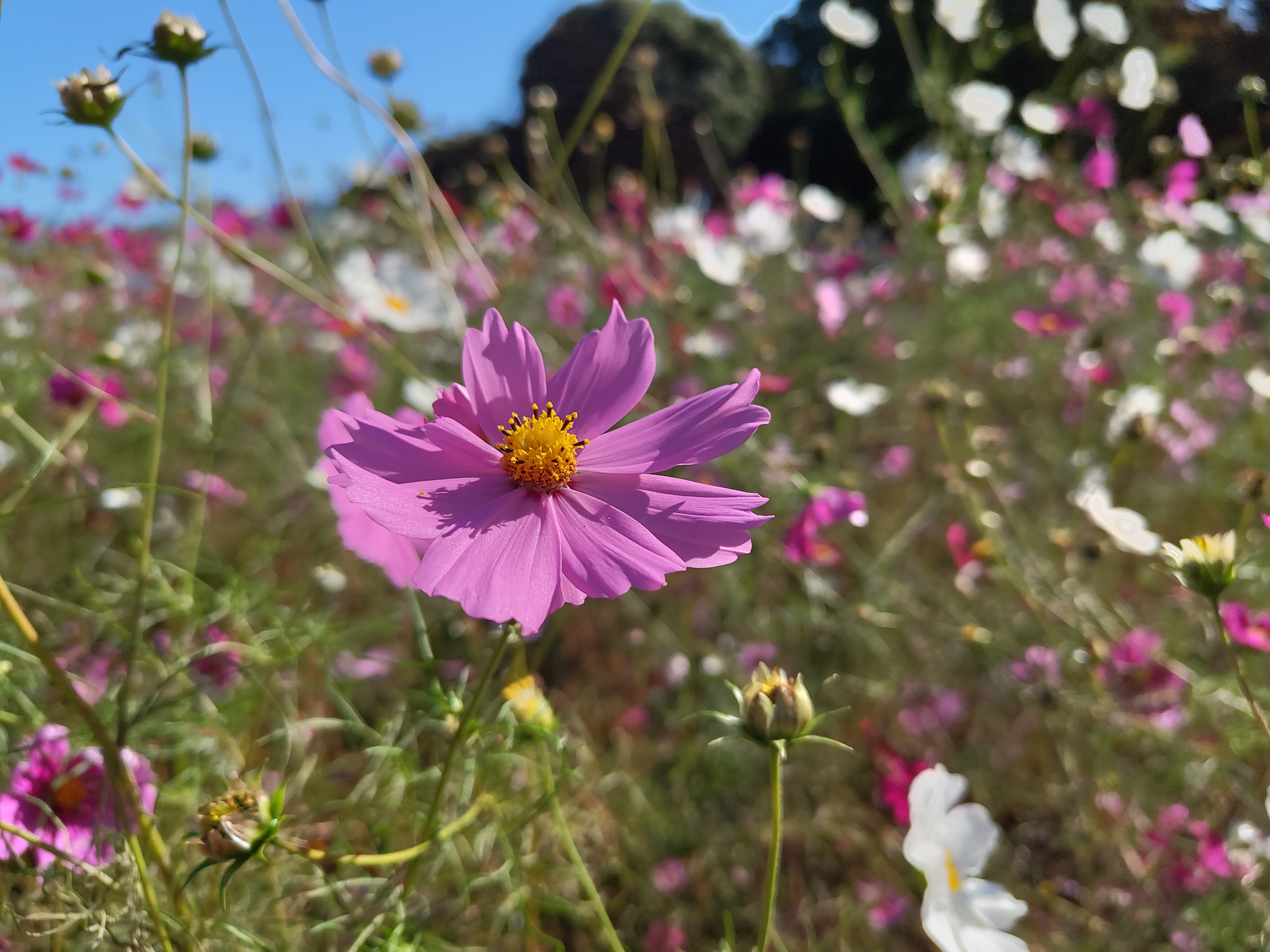 うすピンクのコスモス