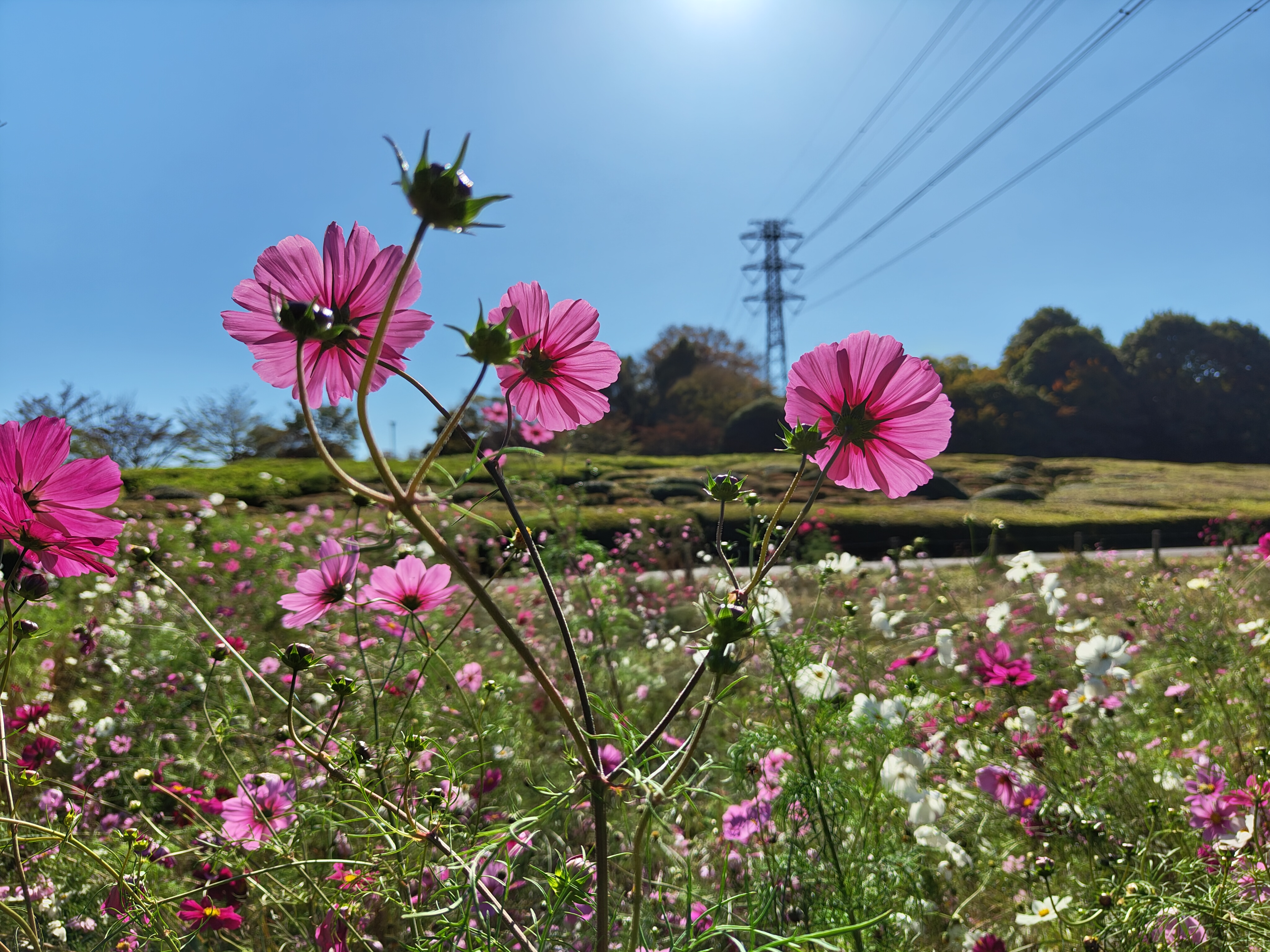 逆光の紫のコスモス
