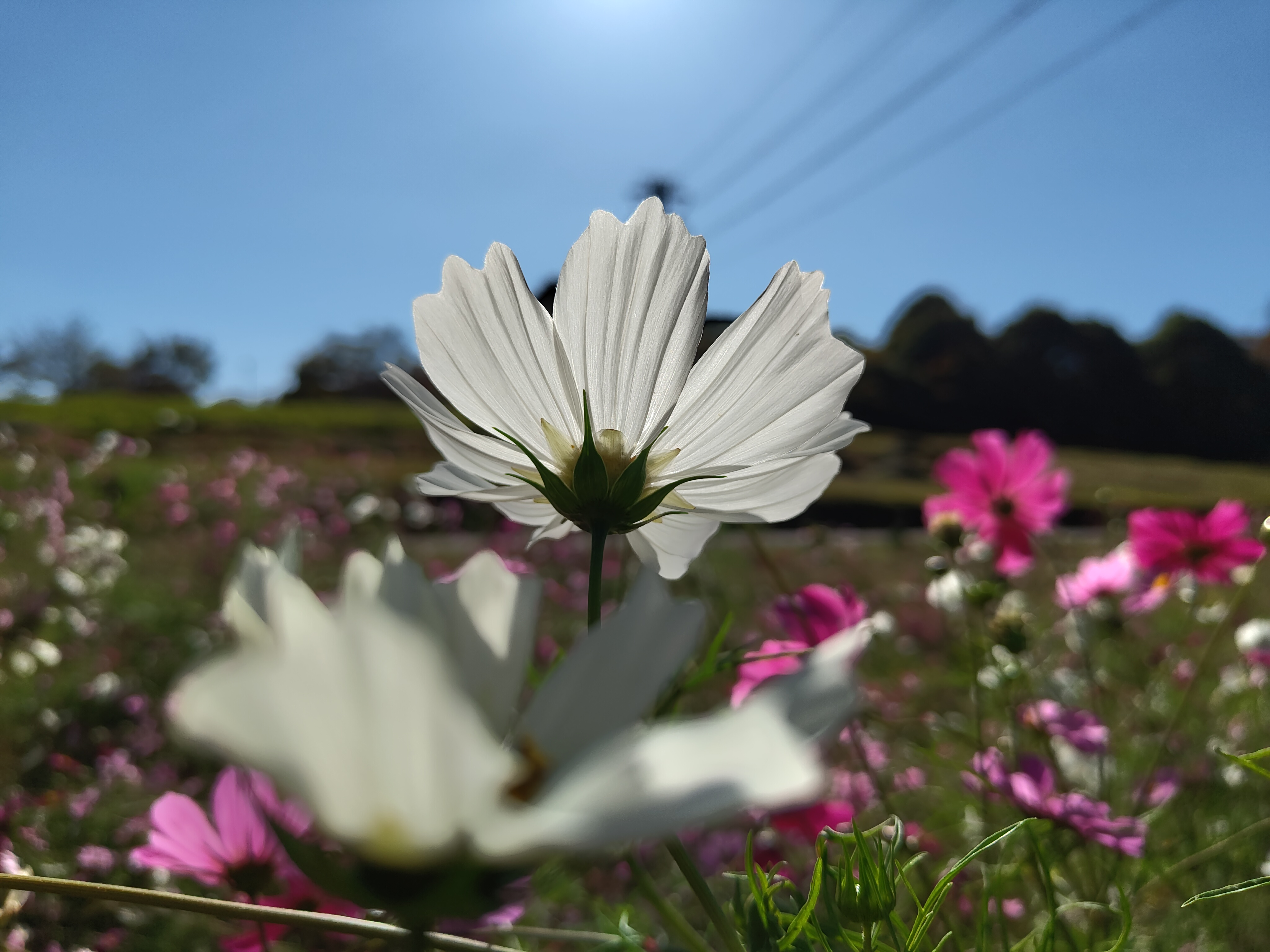 逆光の白いコスモス