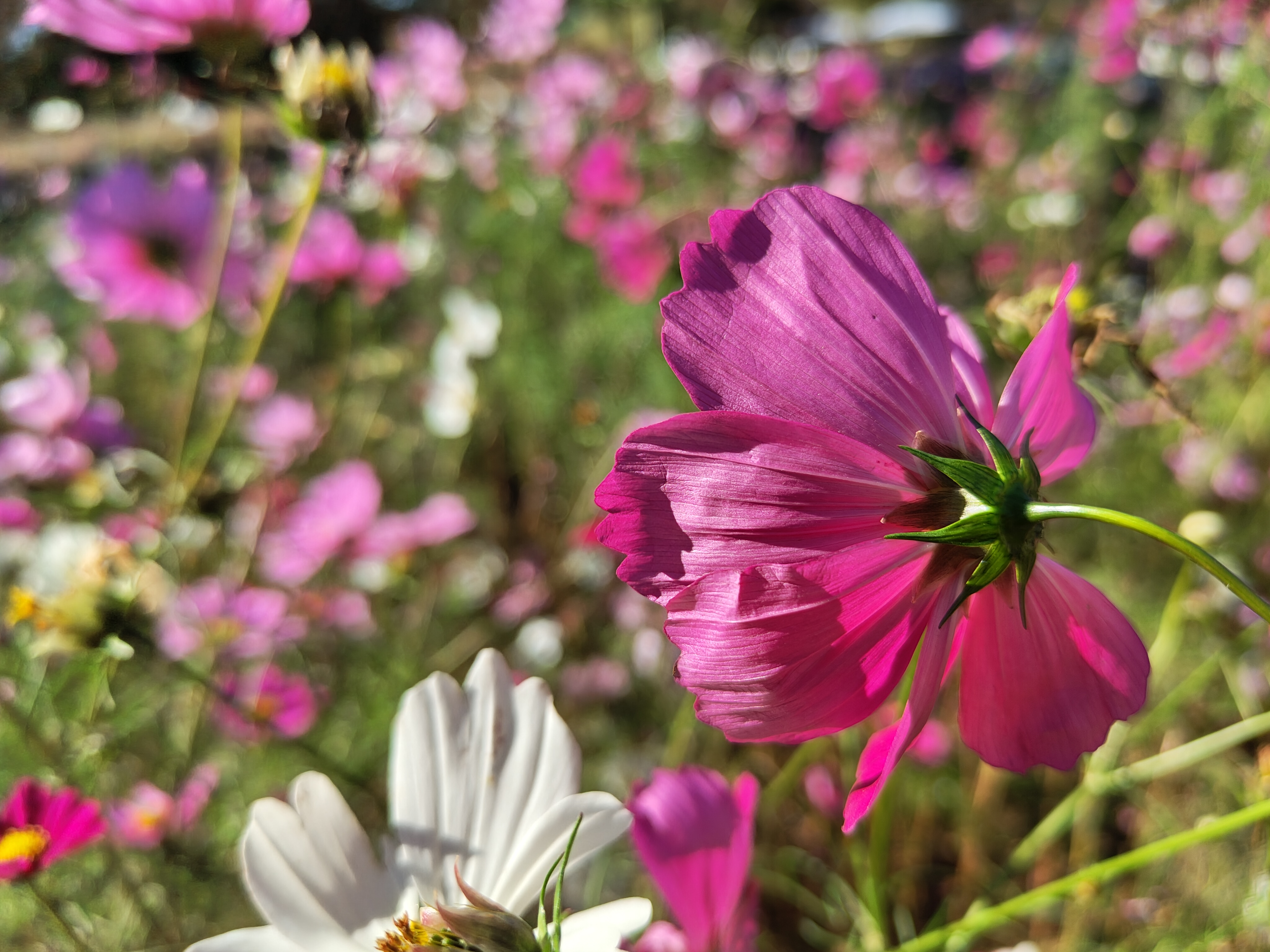 ピンクのコスモス