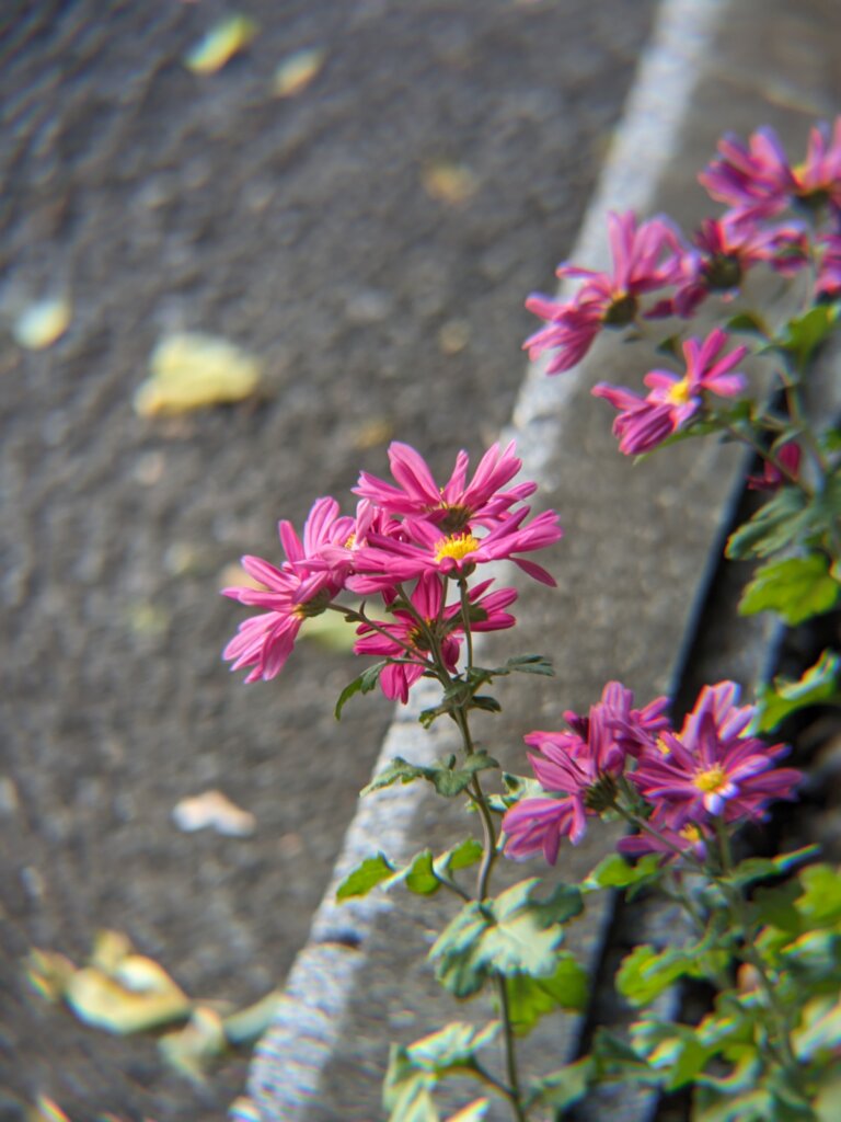 ピンクの花
