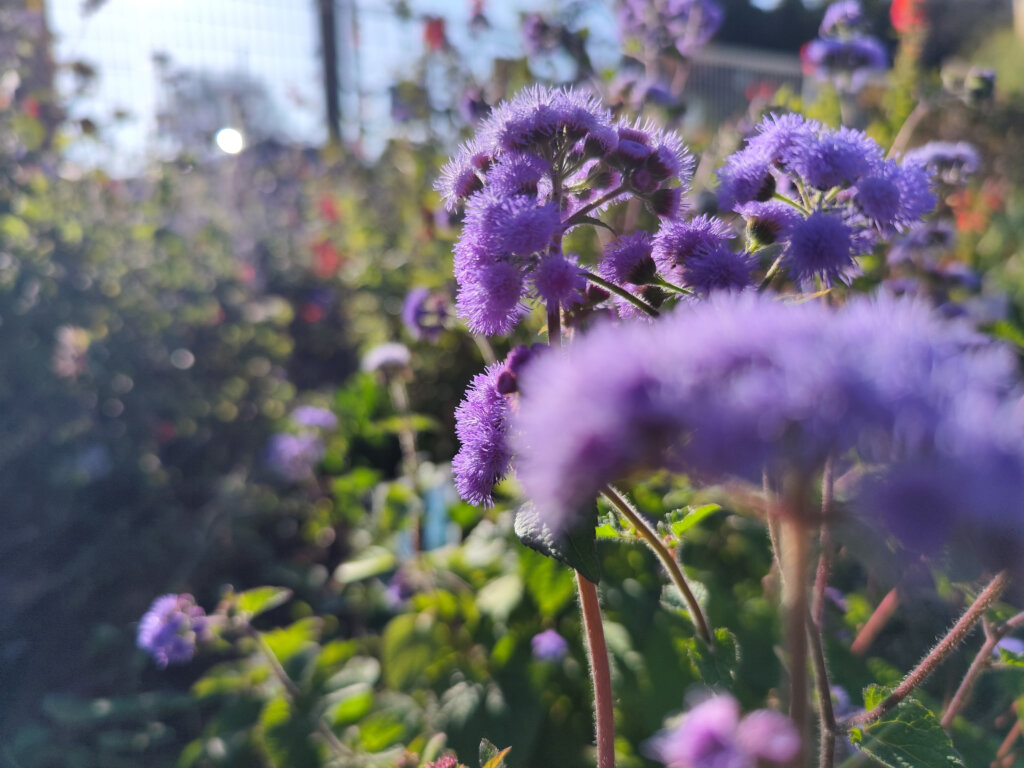 逆光紫の花3