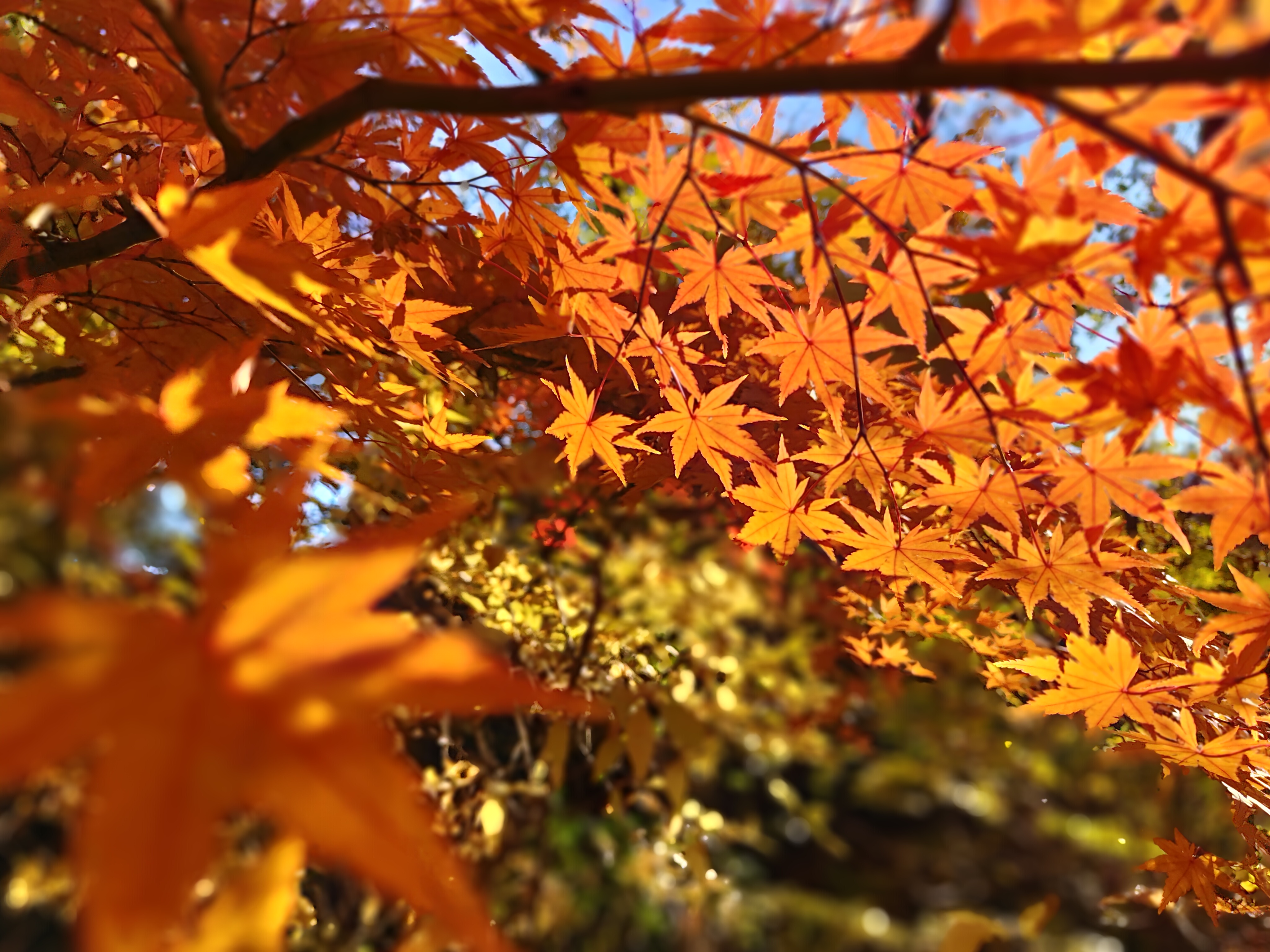 オレンジの紅葉