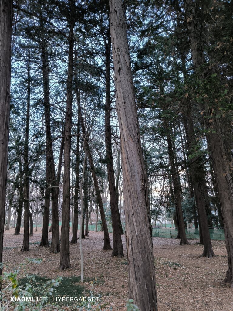 森林1