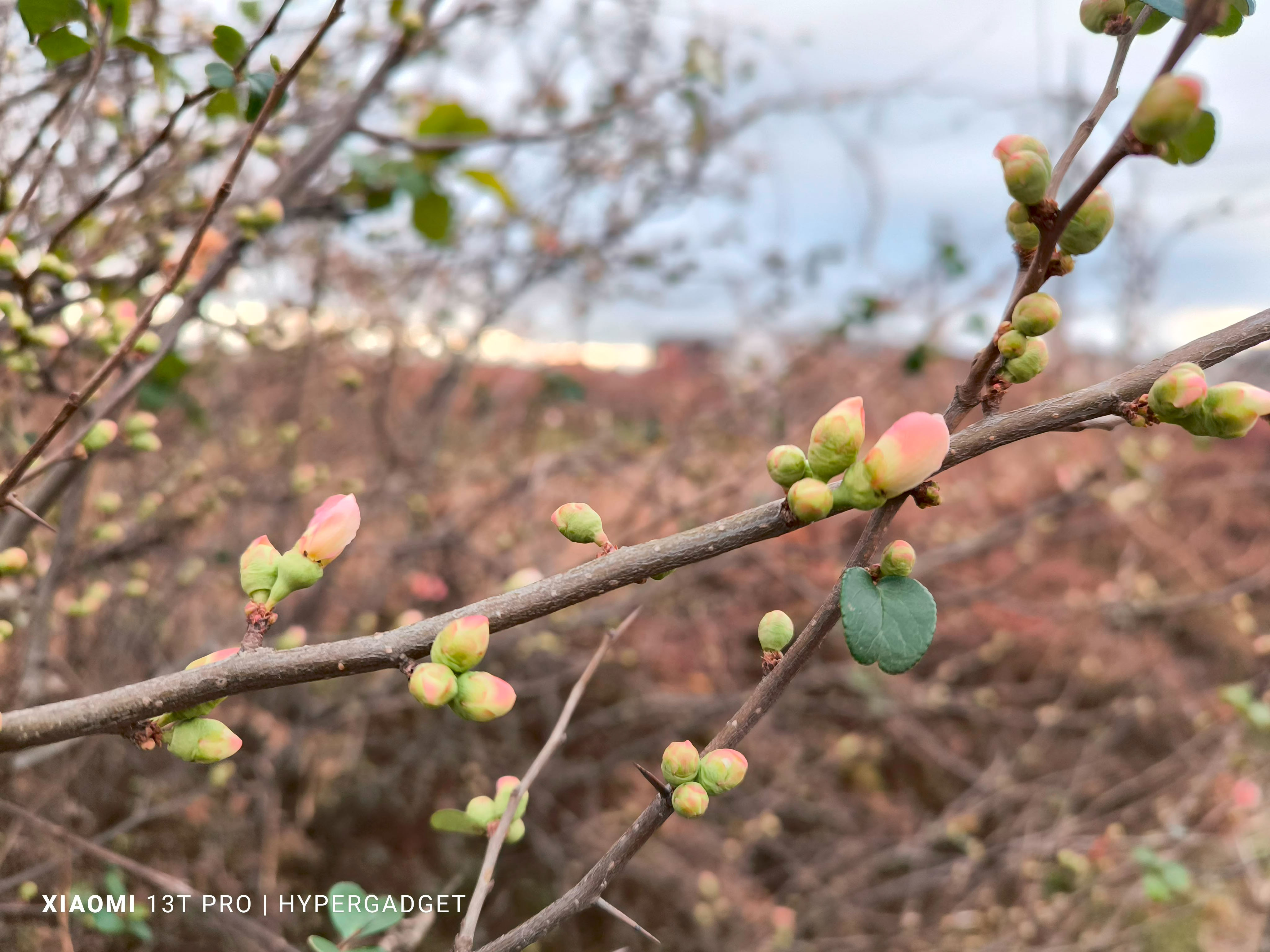 ピンクのつぼみ2